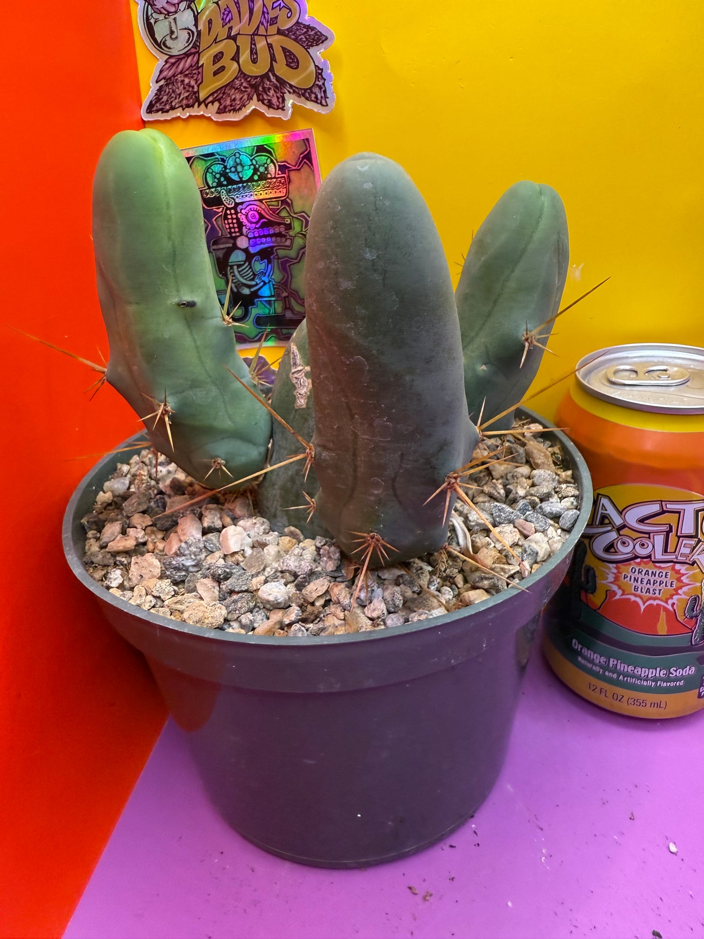 TBM potted cactus with 4 segments !!