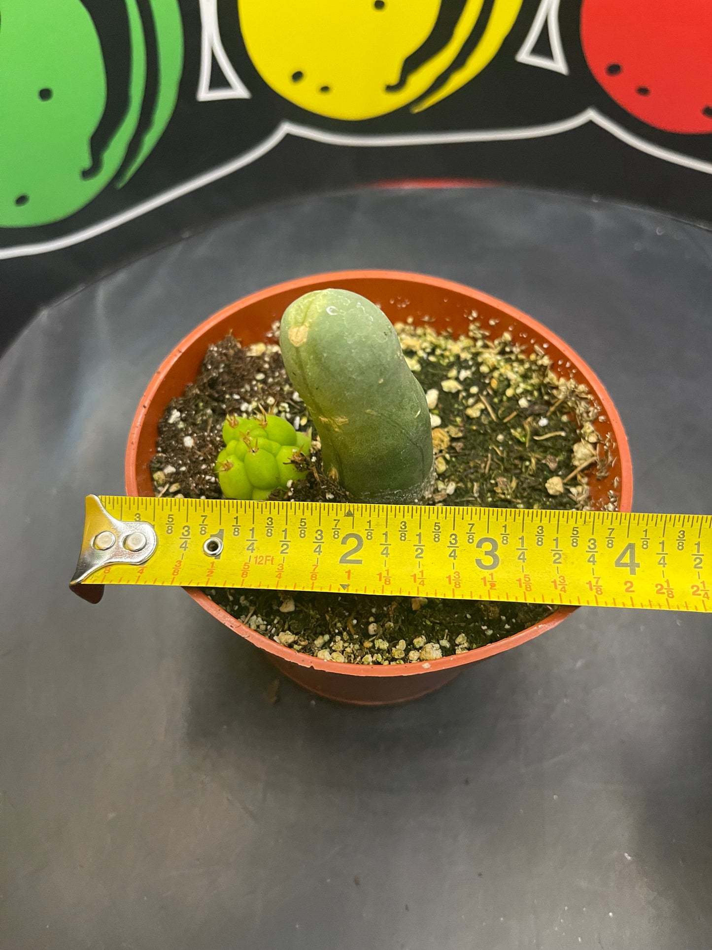 Tbm CACTUS !