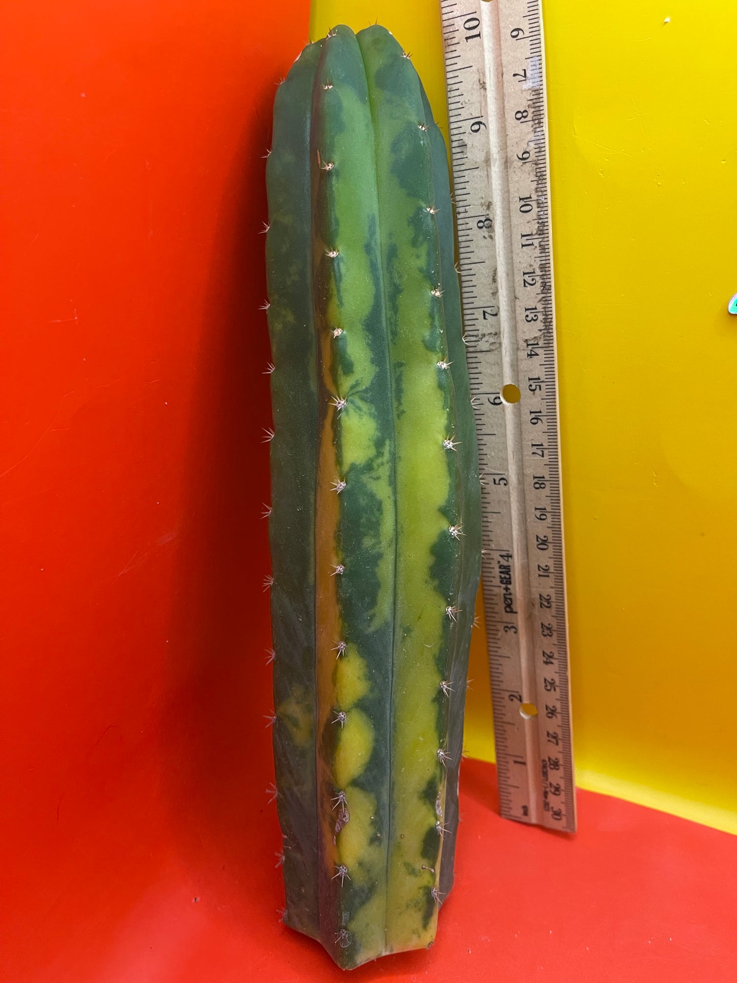 Variegated San Pedro Cactus !