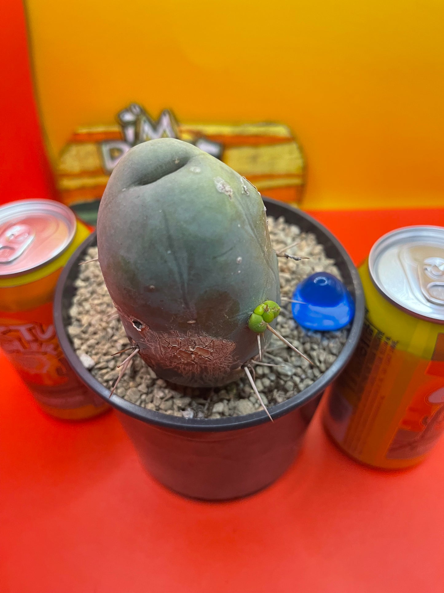 Tbm CACTUS