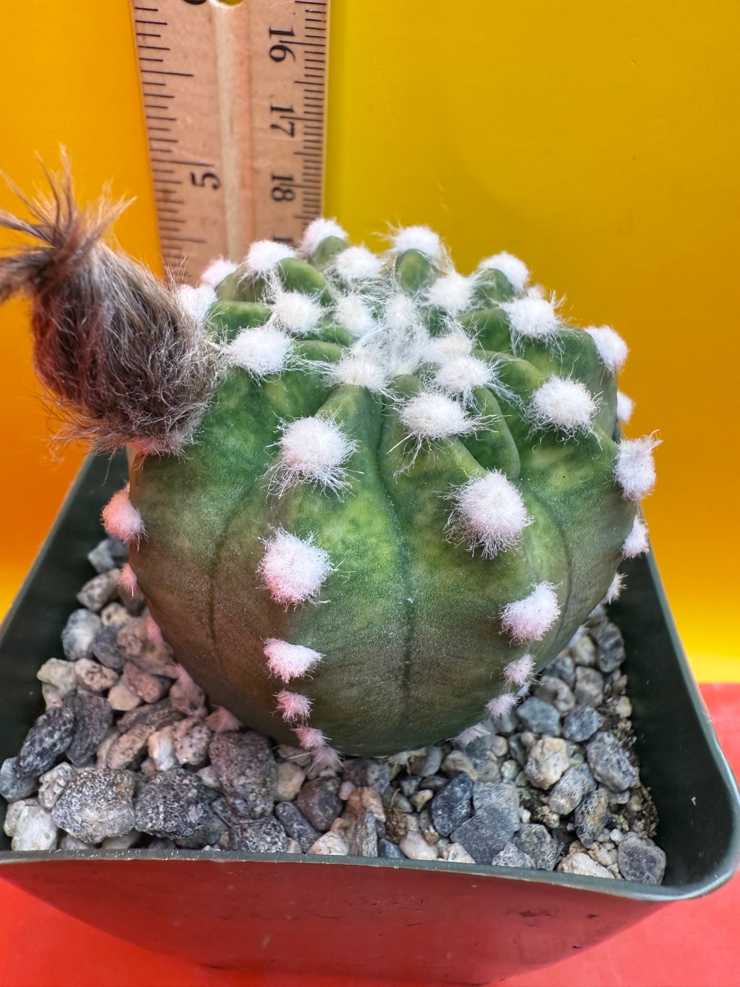 Domino cactus with fat flower bud !!