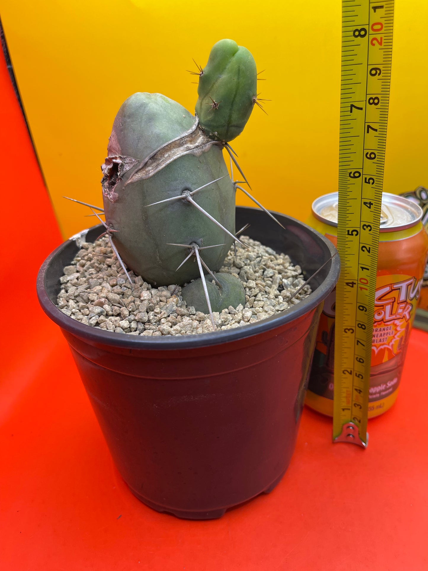 CACTUS !