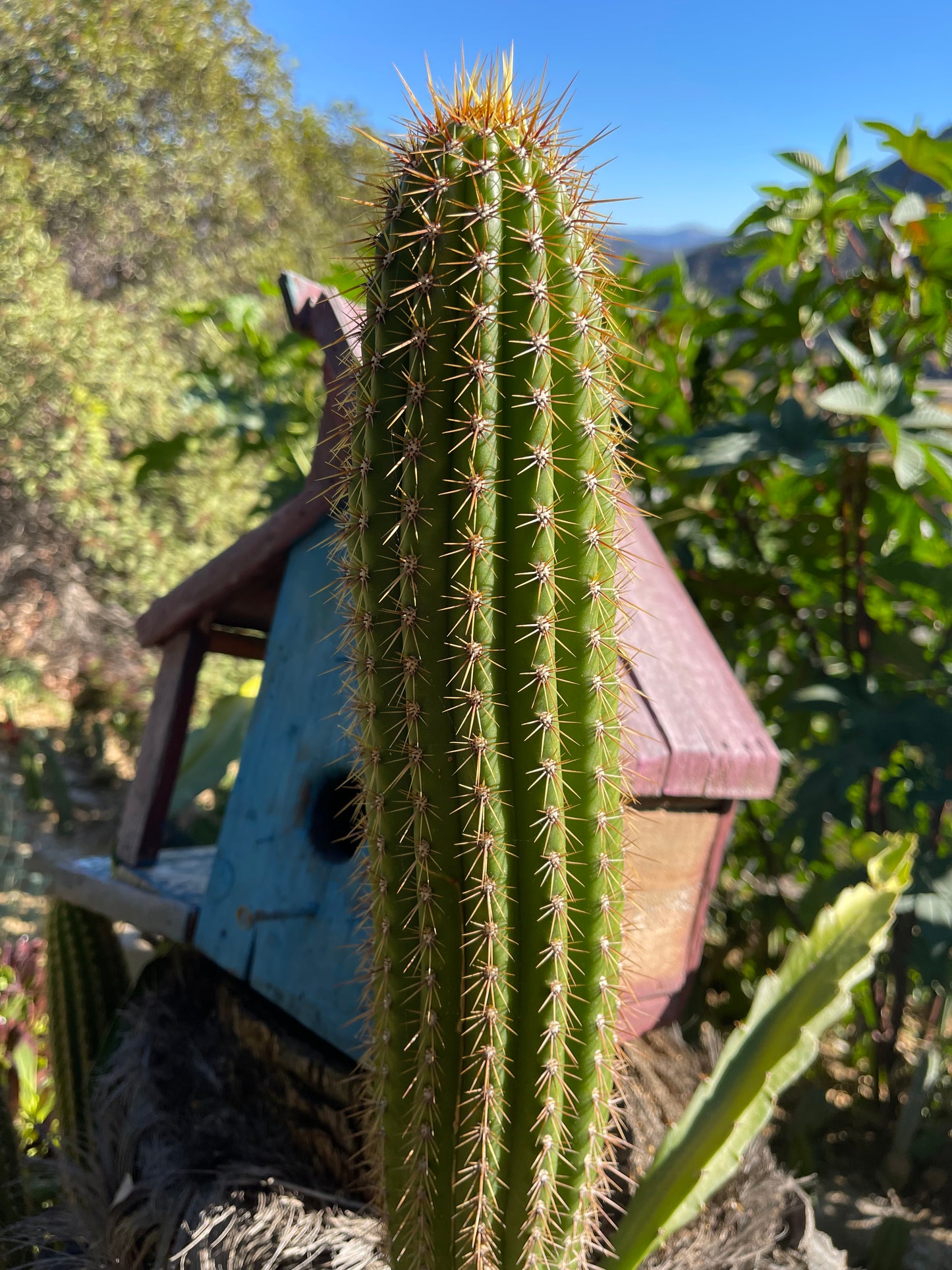 Trichocereus Spachianus seeds