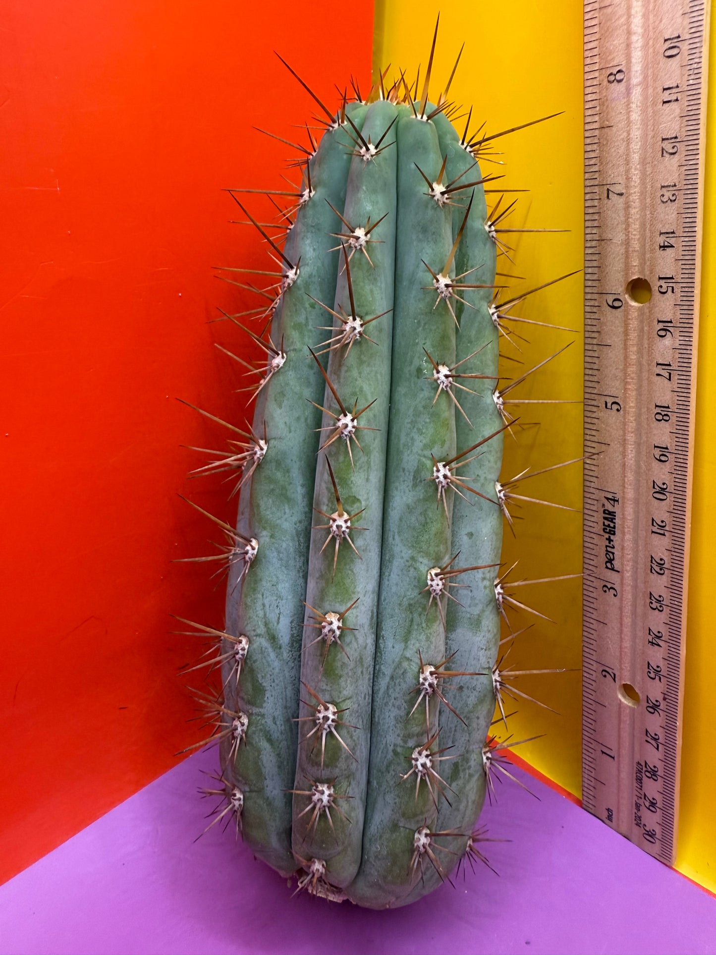 Trichocereus Matucana !