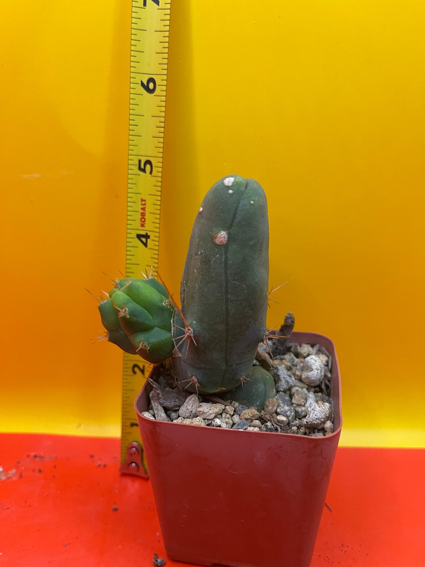 Tbm CACTUS comes in small pot