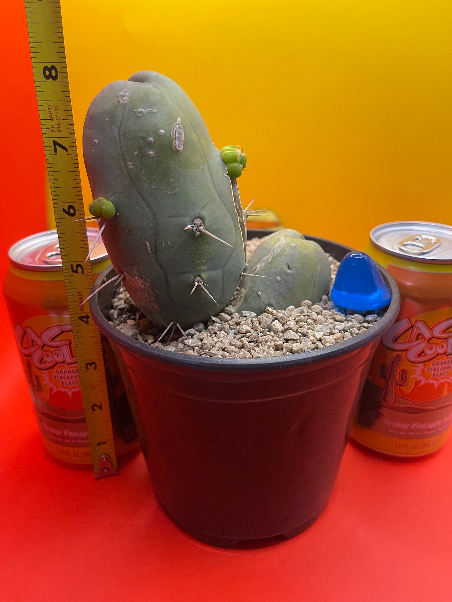 Tbm CACTUS