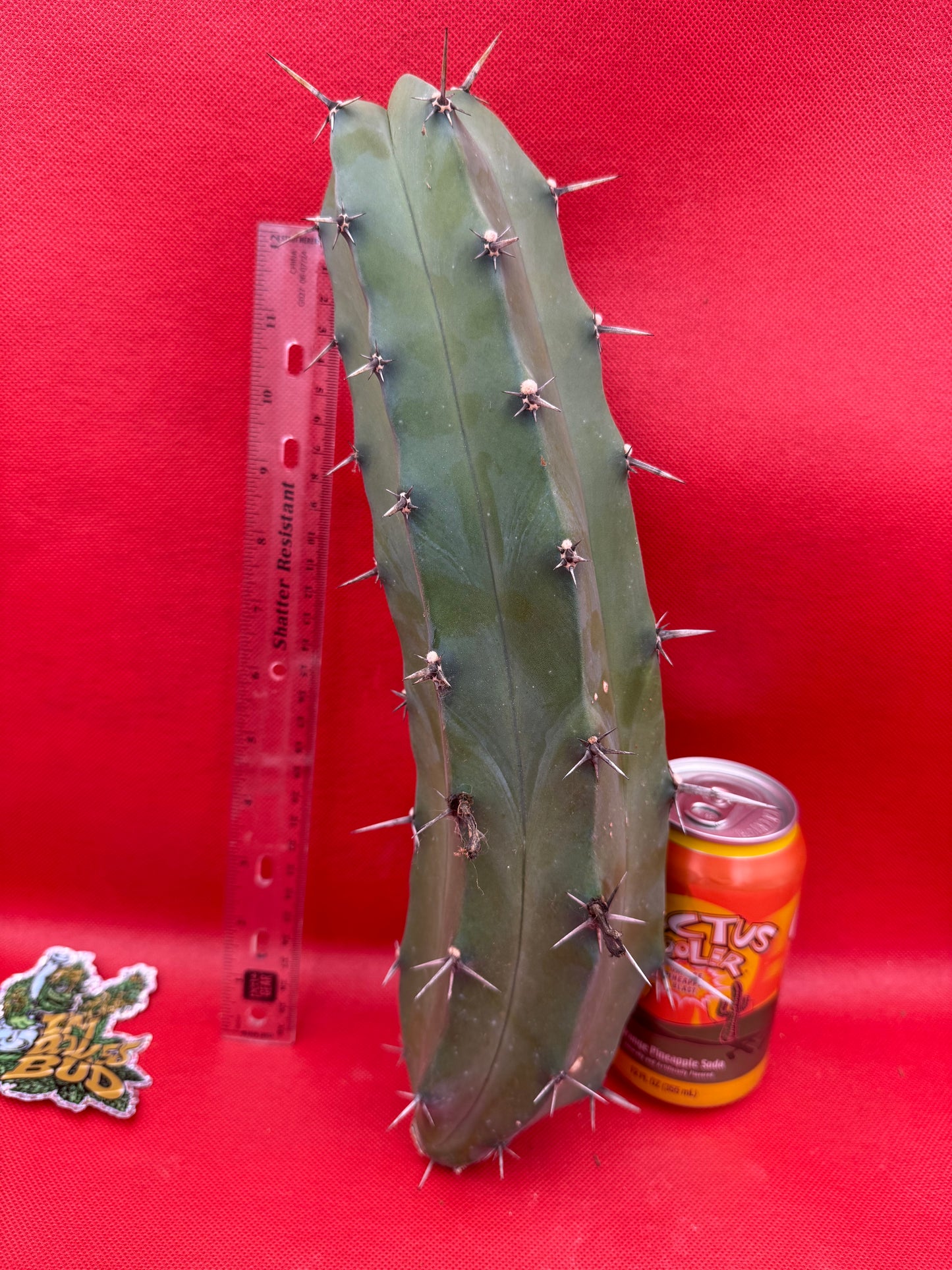 Myrtillocactus geometrizans