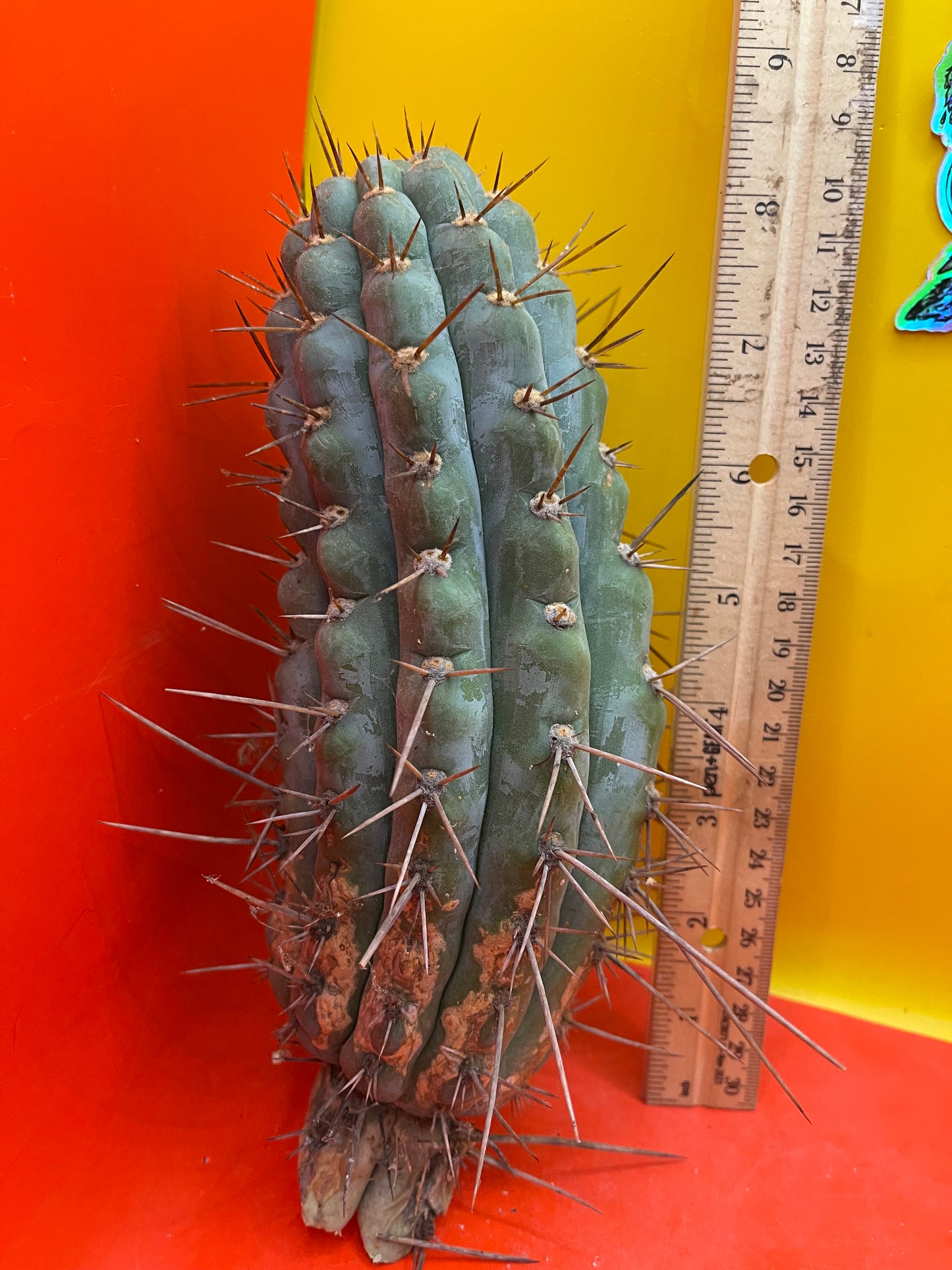 Serra Blue trichocereus cactus cutting (San Pedro )