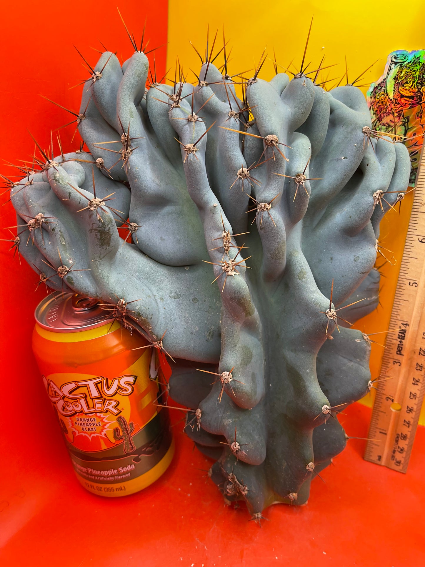 Cereus Monstrose