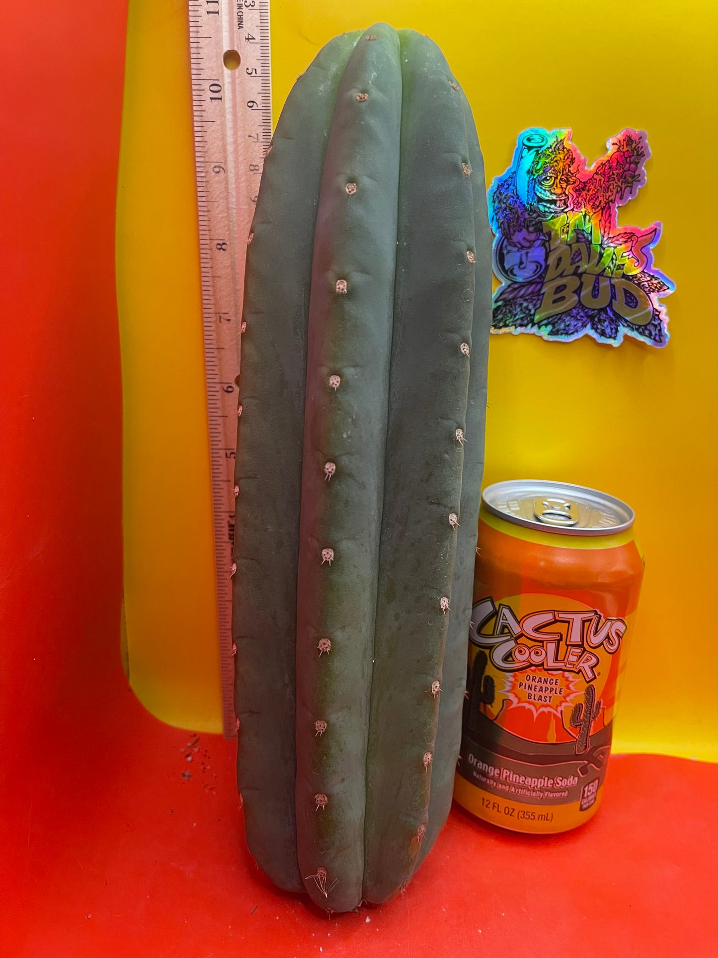 Cahuilla cactus cutting ready to be planted !