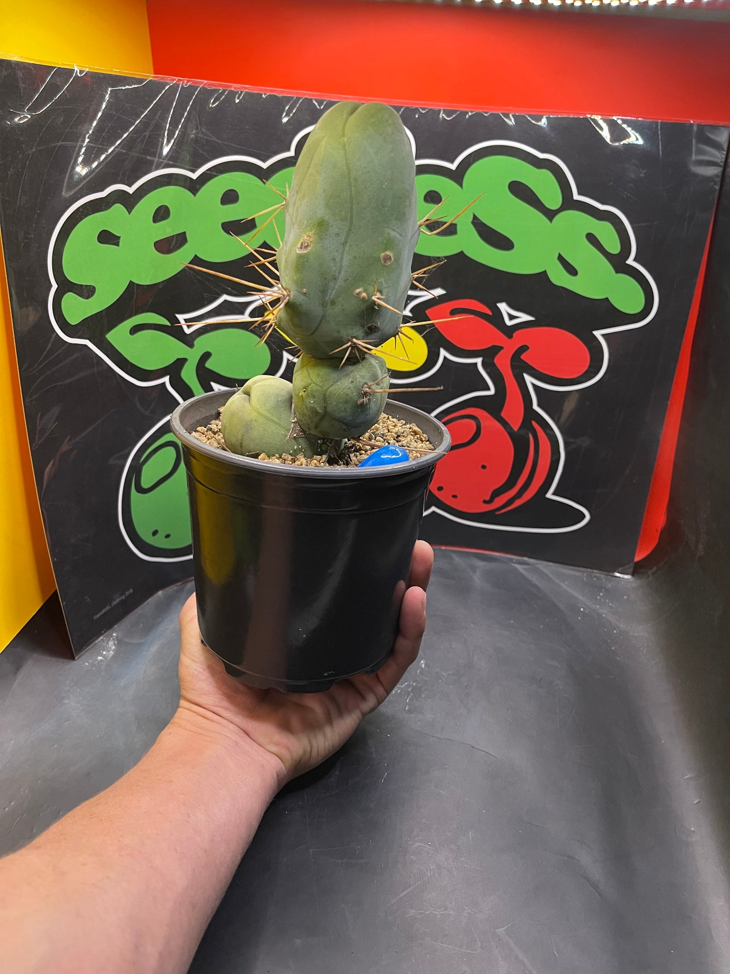 Tbm CACTUS