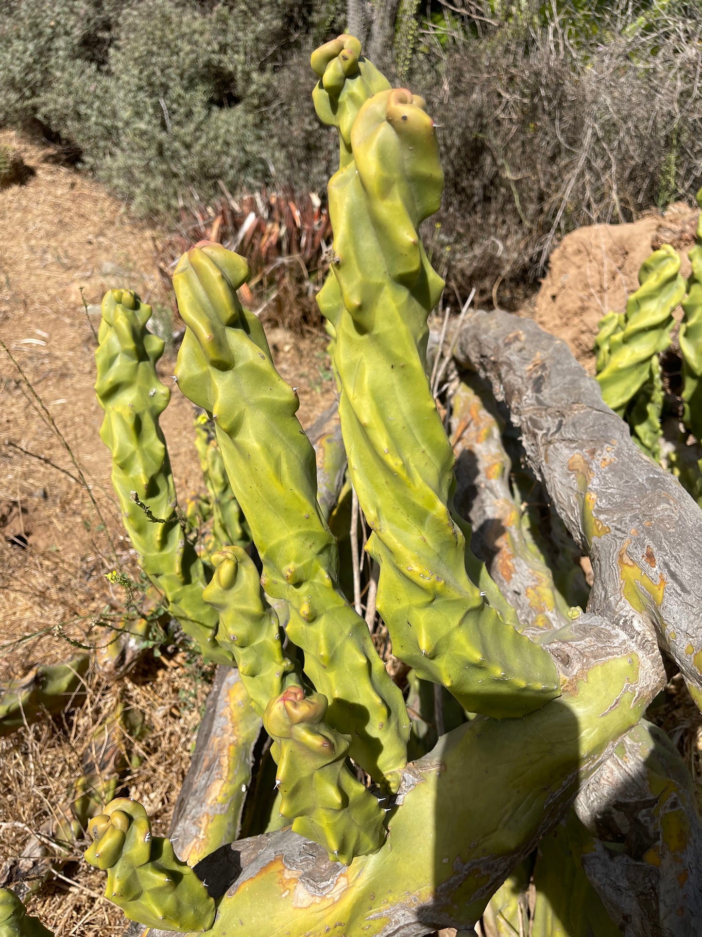 Totem pole cactus - spiral form