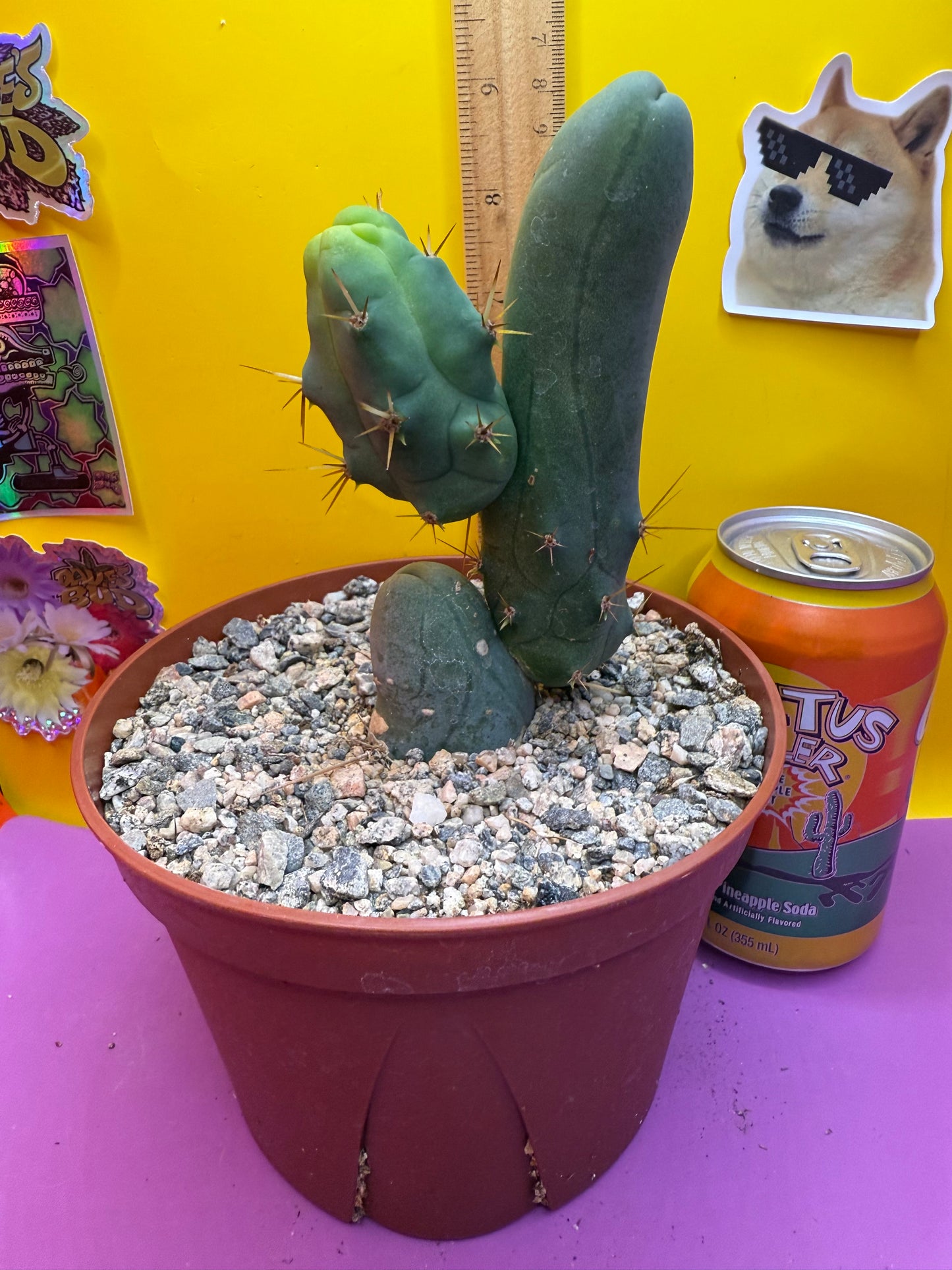 TBM CACTUS smooth and clean !  shipped in pot  - this exact one pictured