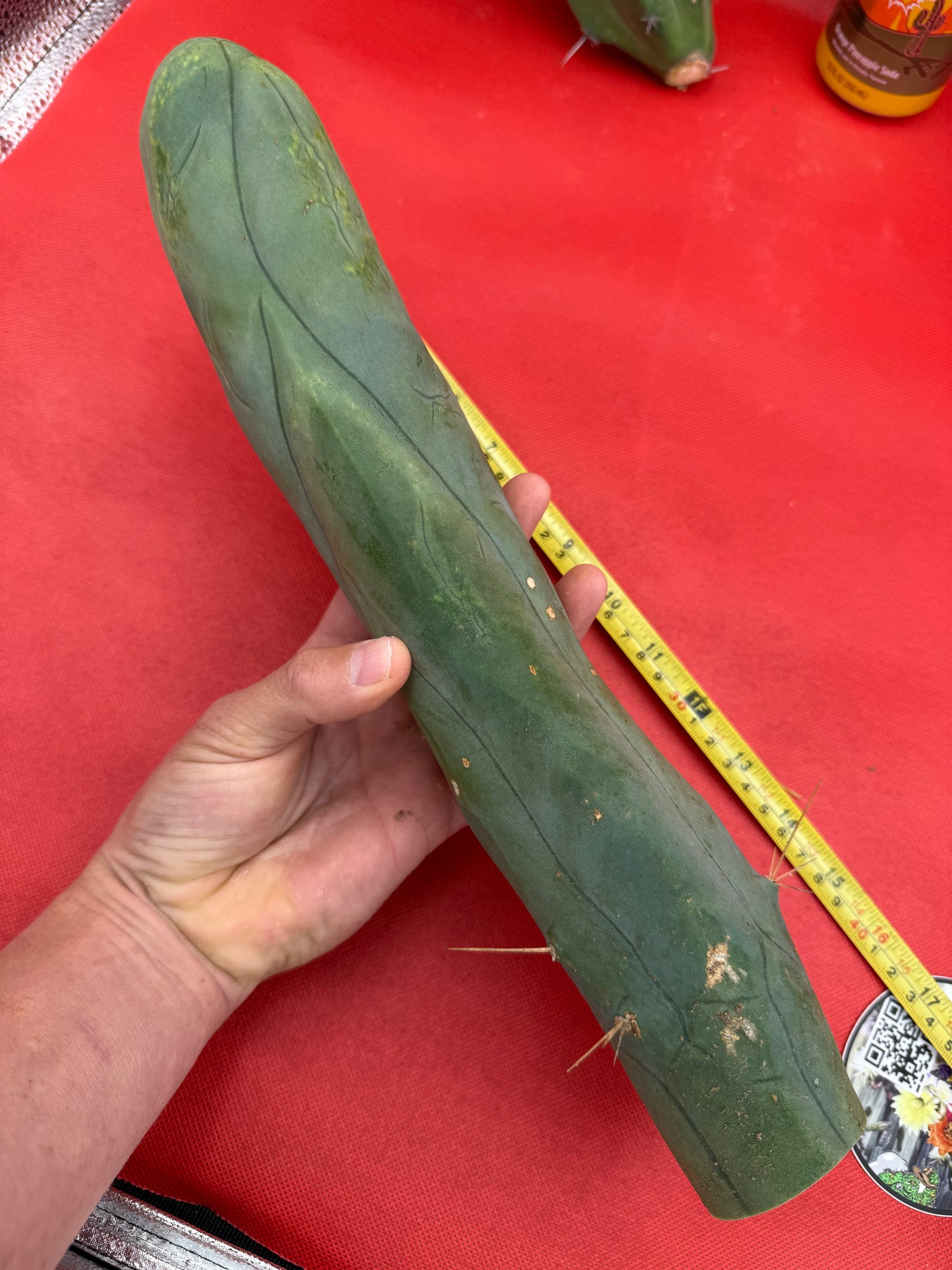 TBM-A well over a foot long !