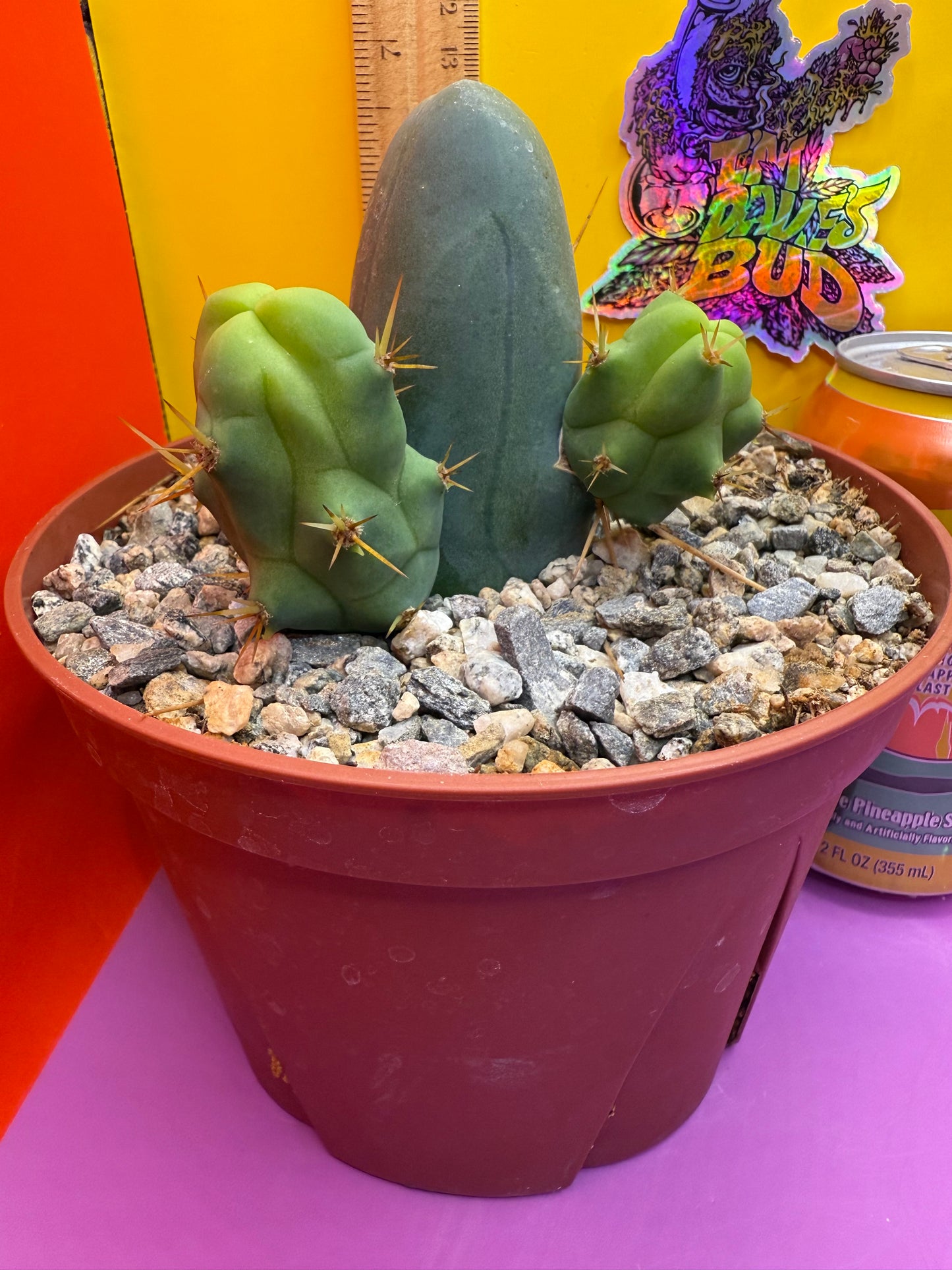 TBM CACTUS smooth and clean ! shipped in pot - this exact one pictured