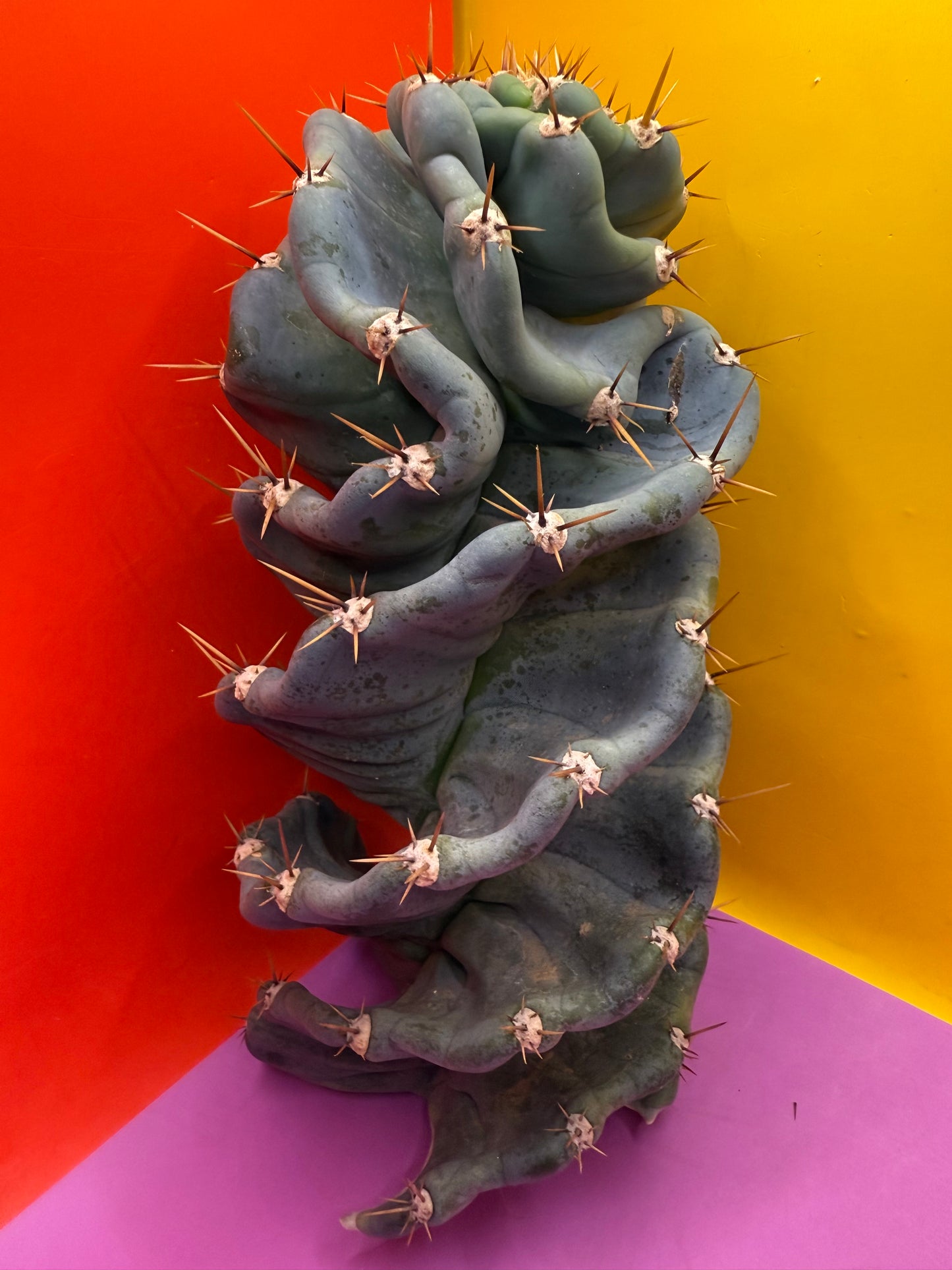 FAT 🌀🌵Spiral Cactus !Over 4” thick - Foot long