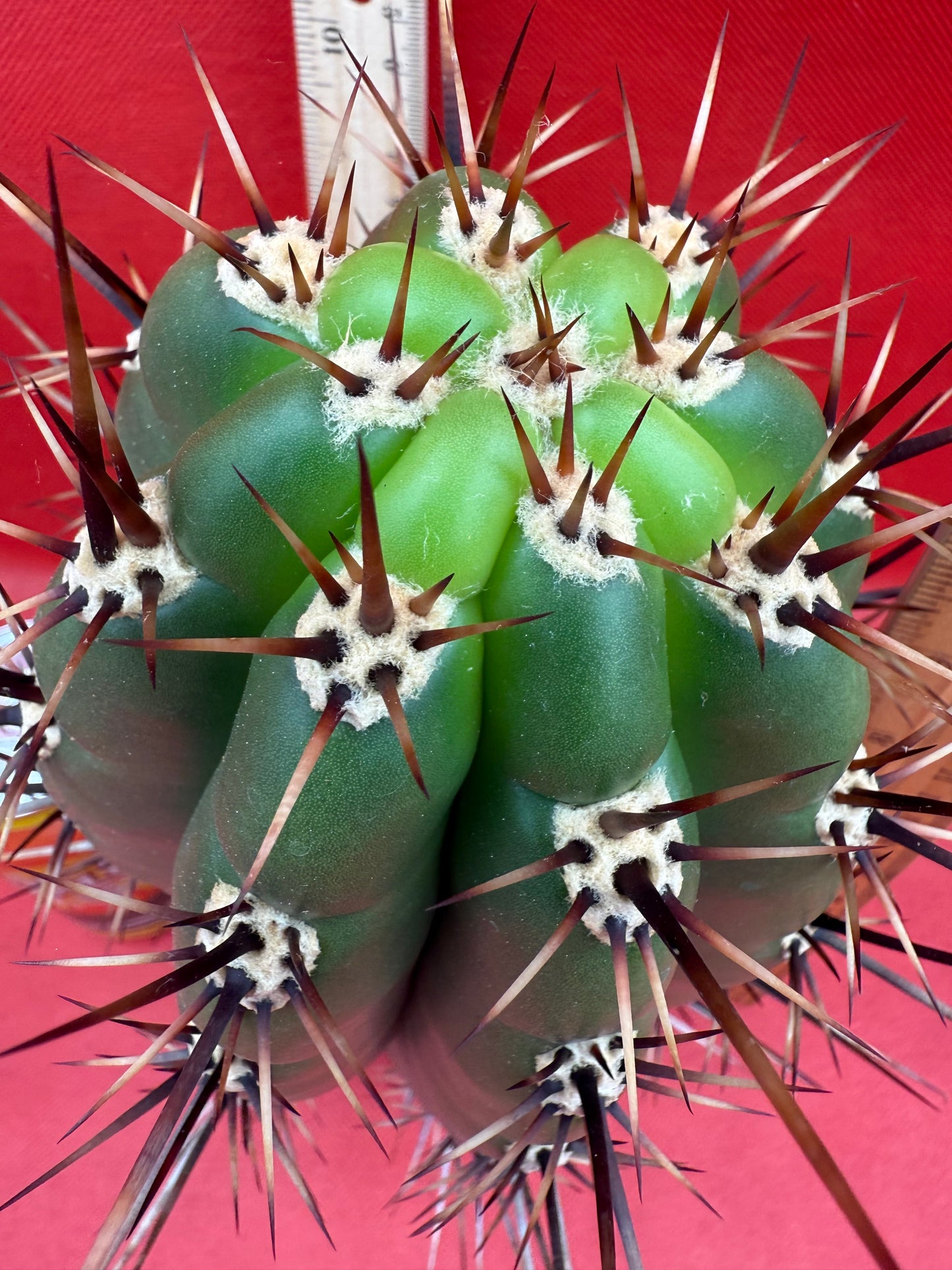 Huge San Pedro Cactus 🌶️Trichocereus Tacaquirensis !