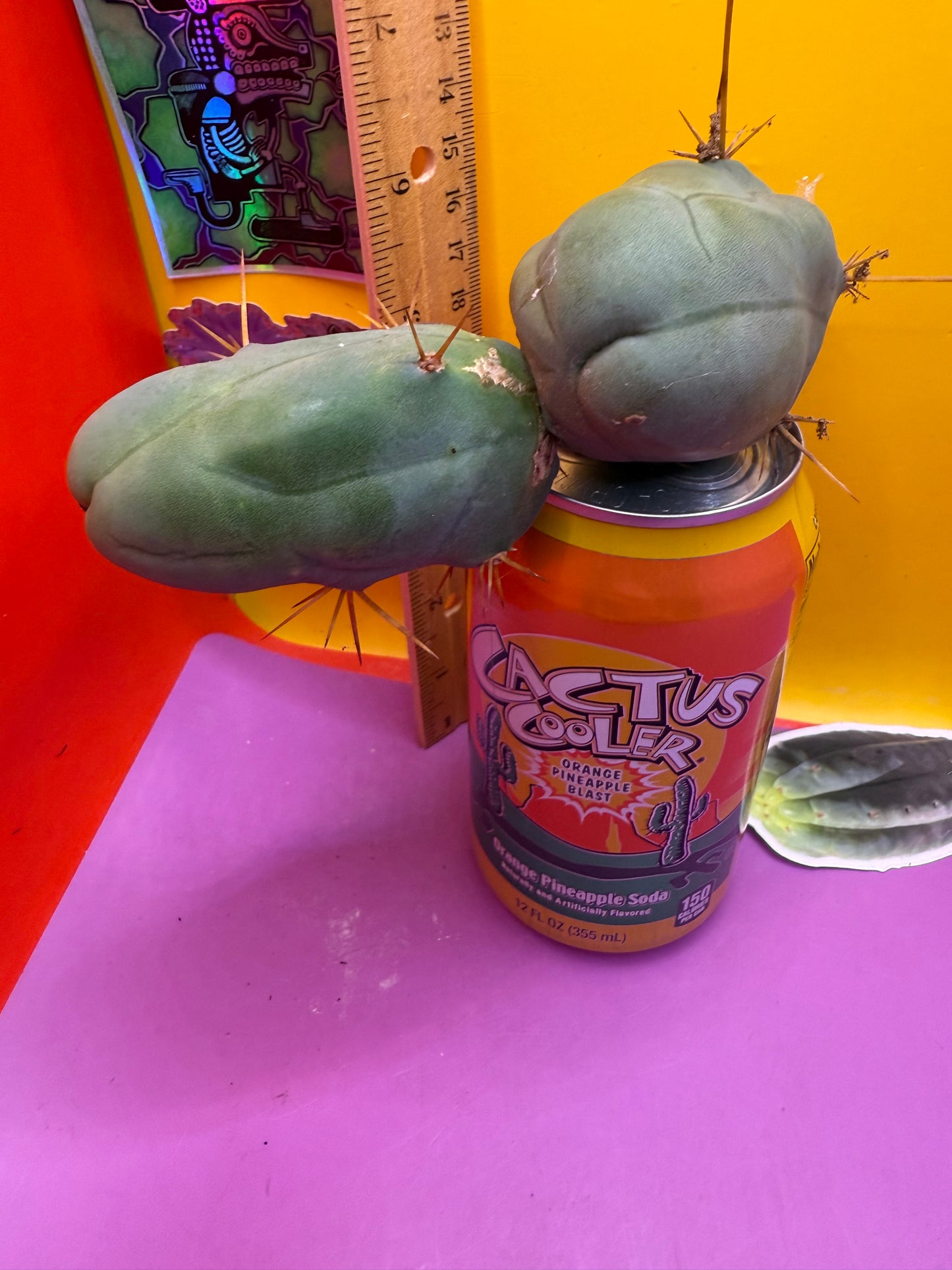 TBM !!!! Huge double segment cactus