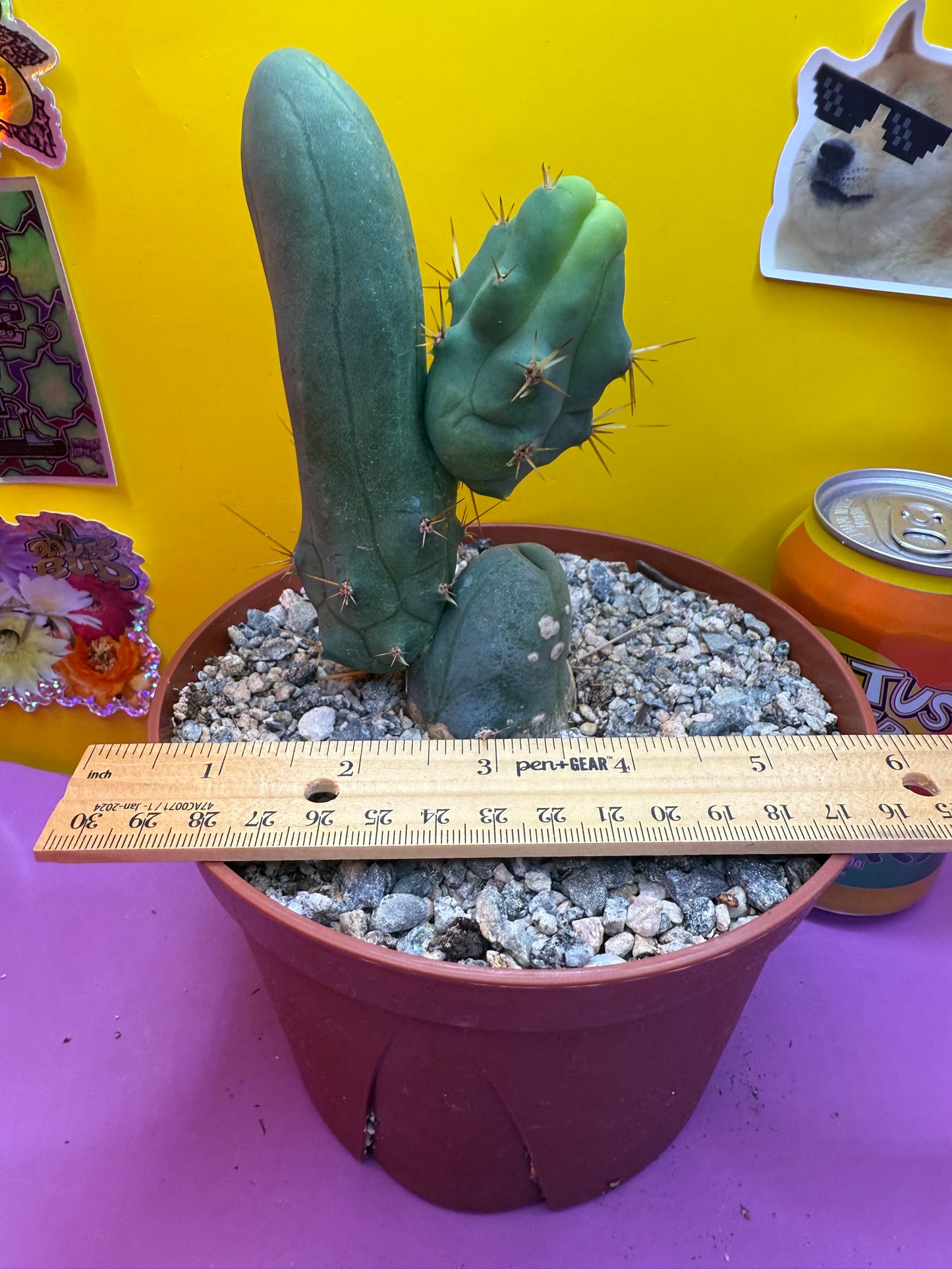 TBM CACTUS smooth and clean !  shipped in pot  - this exact one pictured