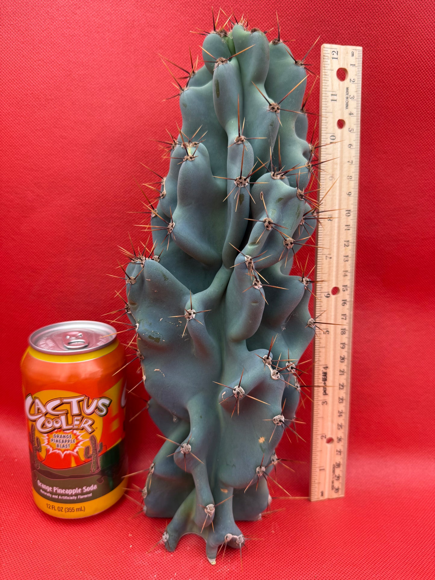 Cereus Monstrose - Gets cactus apples !