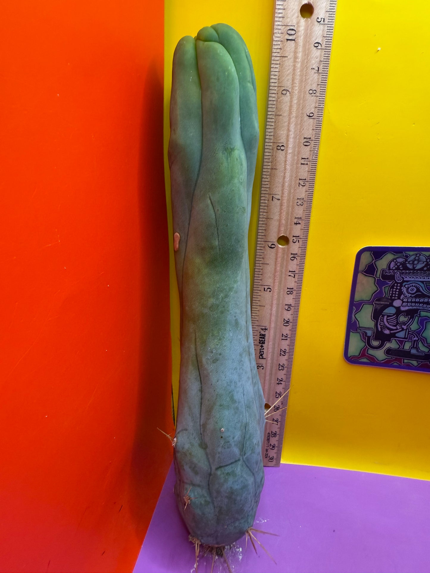 TBM-A long form monstrose cactus !