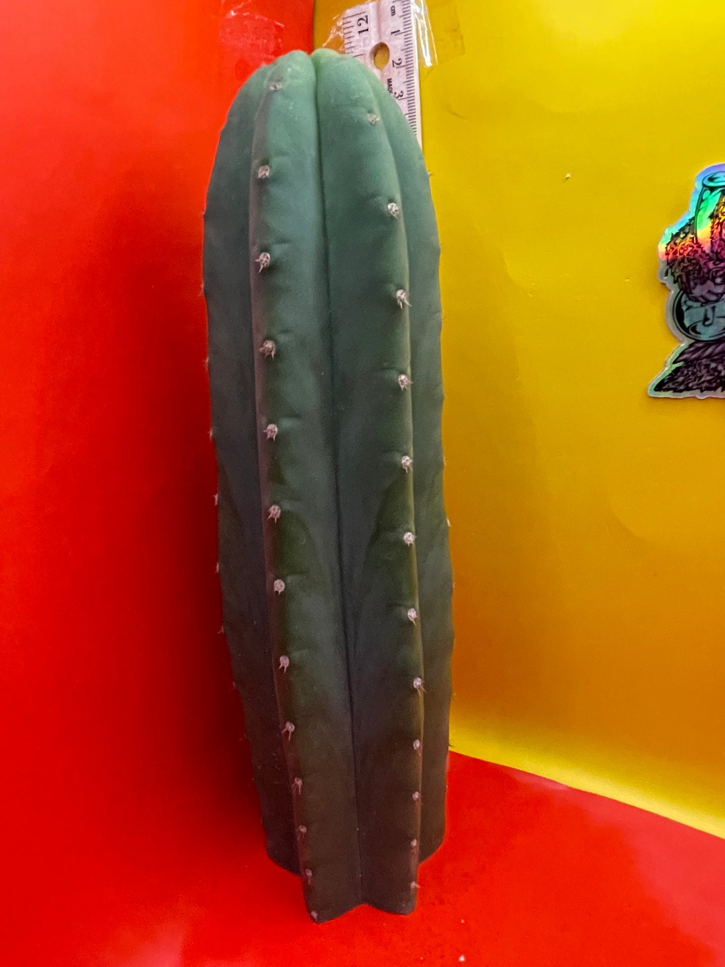 Cahuilla cactus
