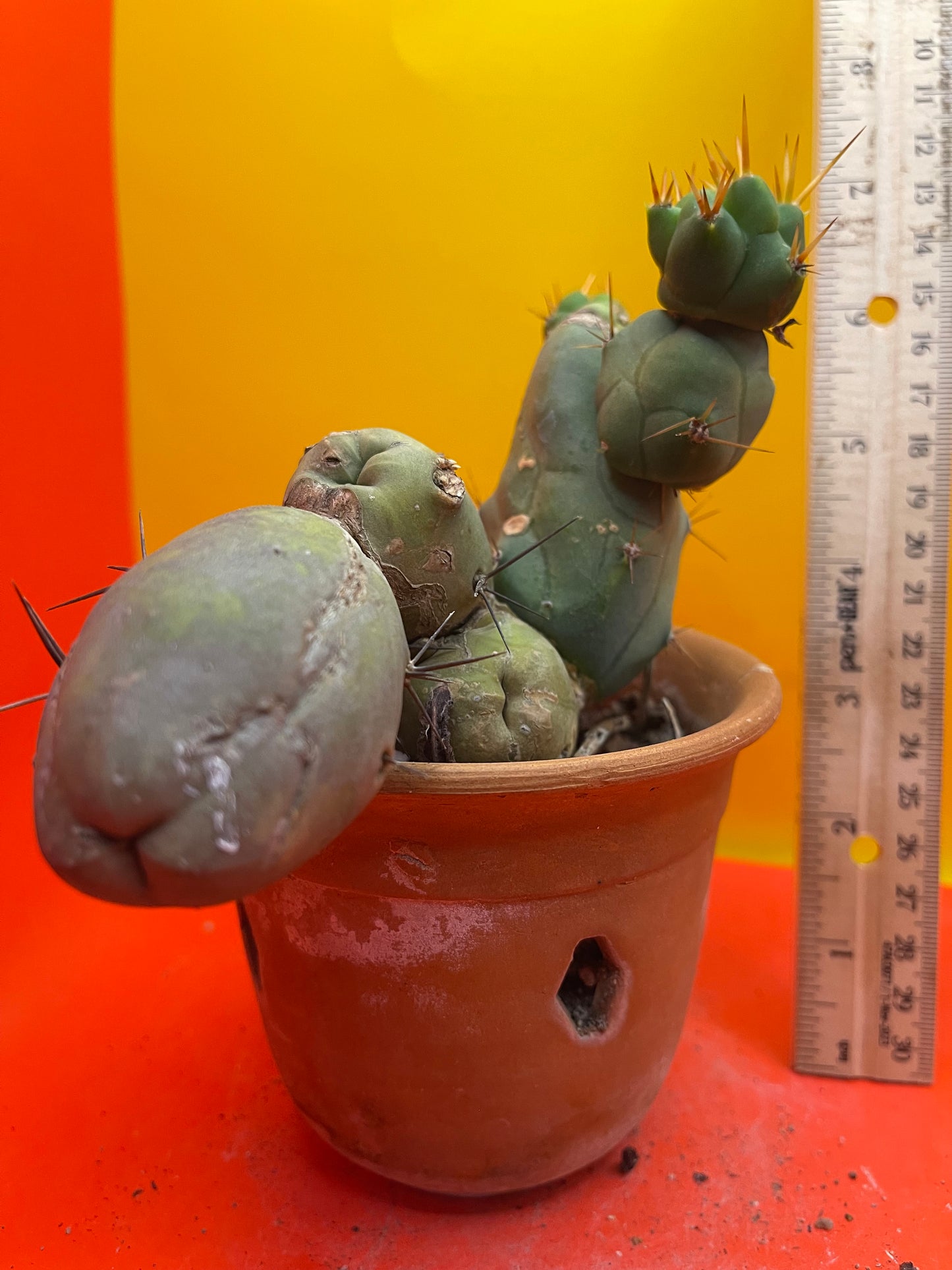 Monstrose cactus - - TBM shortform type b