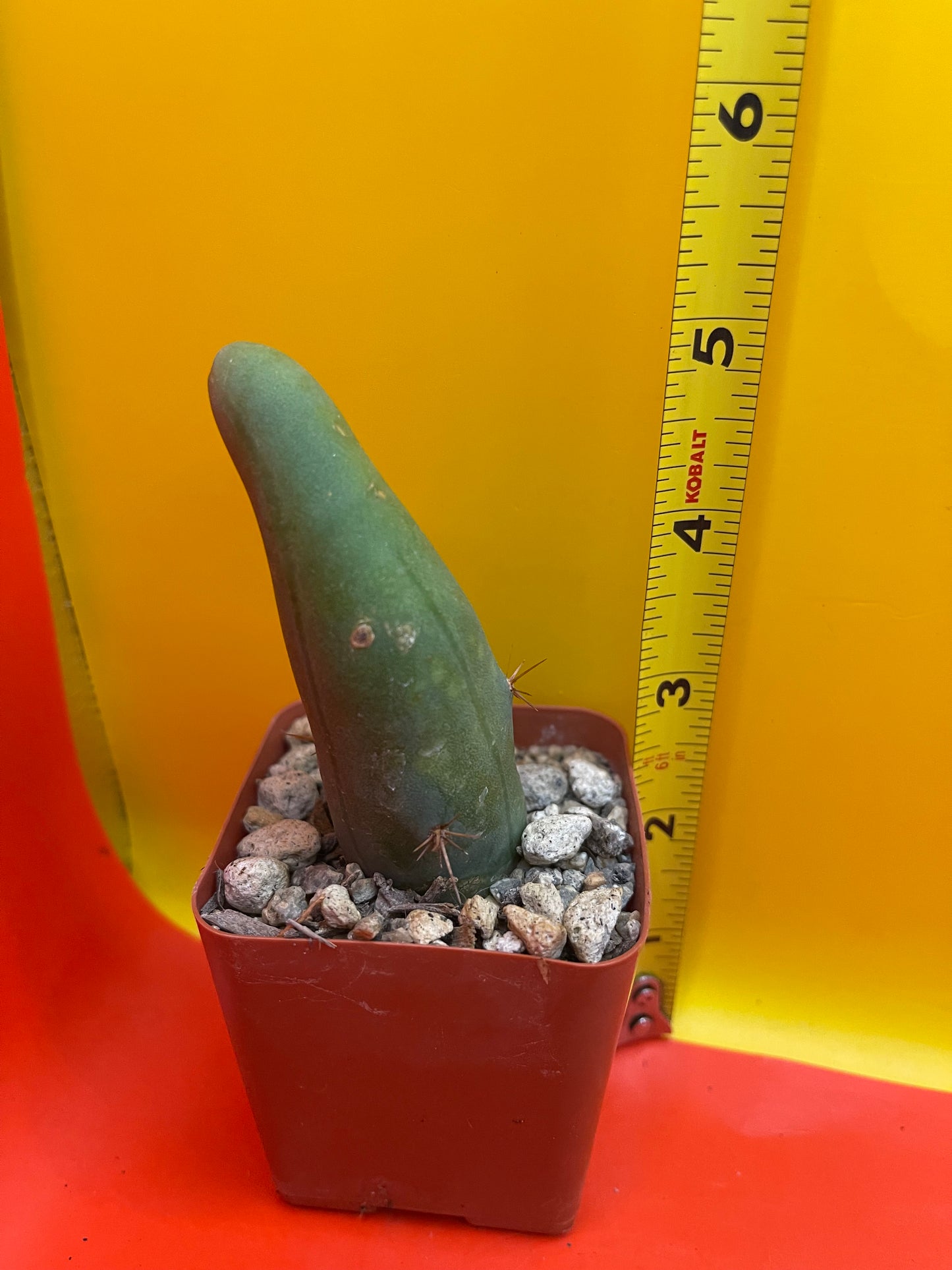 Small Tbm in a pot