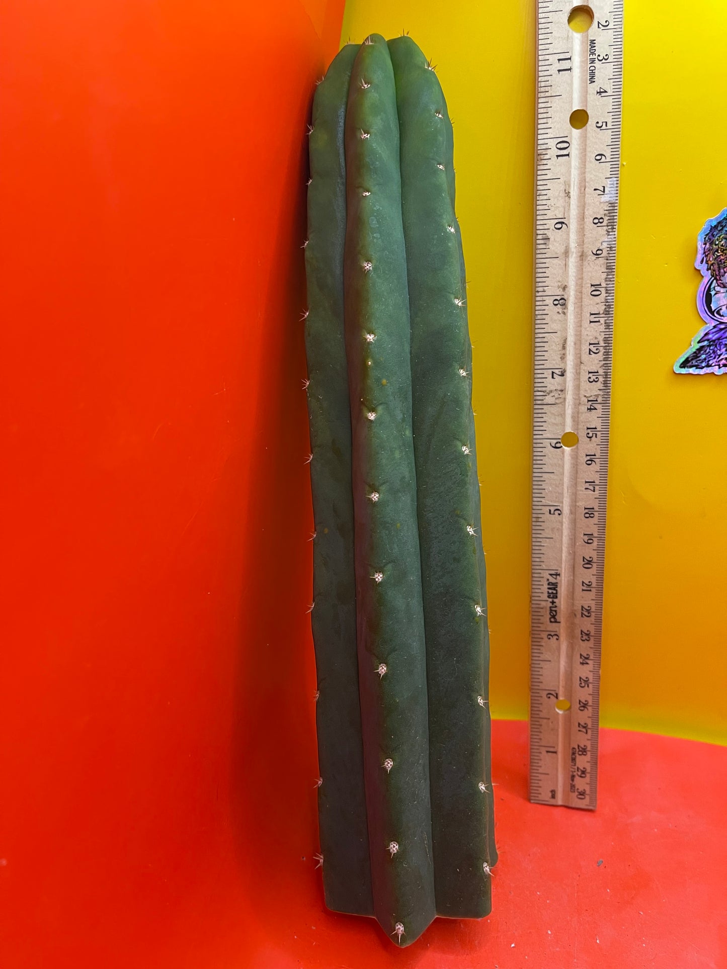 San Pedro Cactus šµ