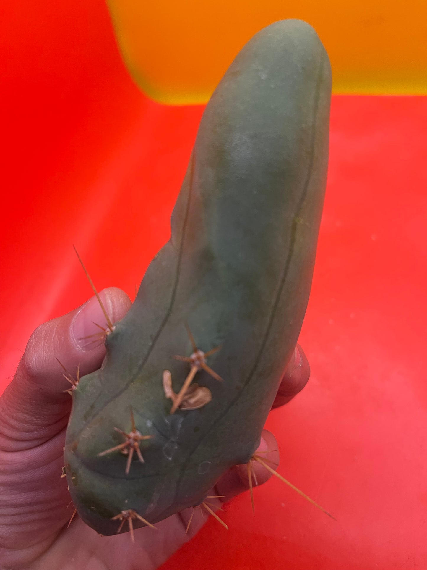 tbm CACTUS