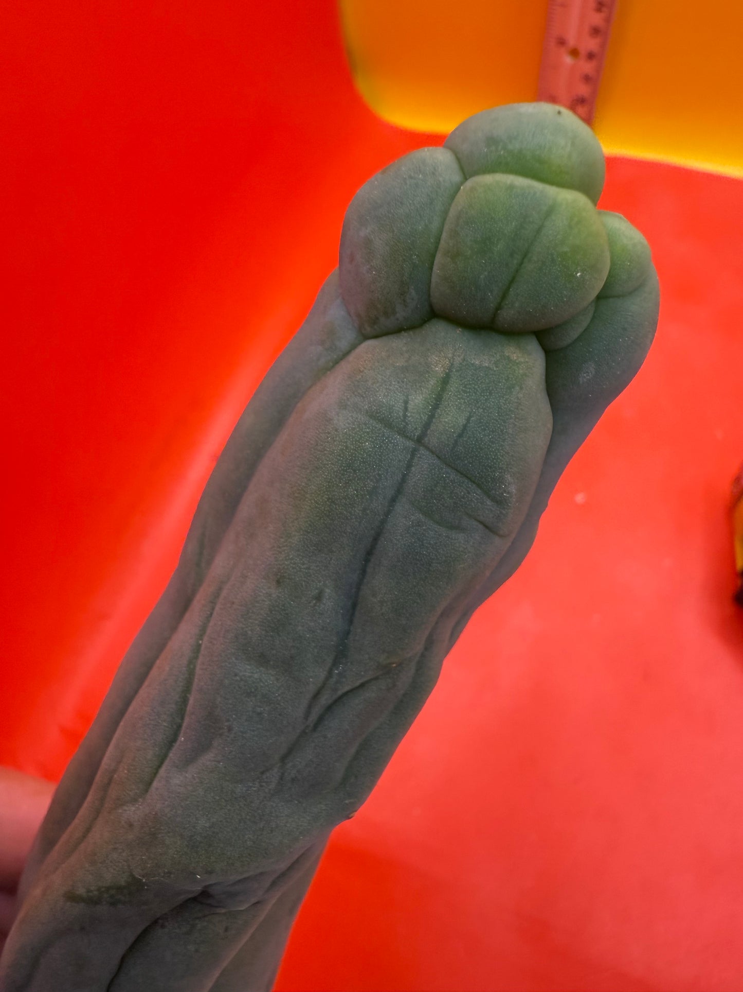 TBM-A LONG FORM CACTUS