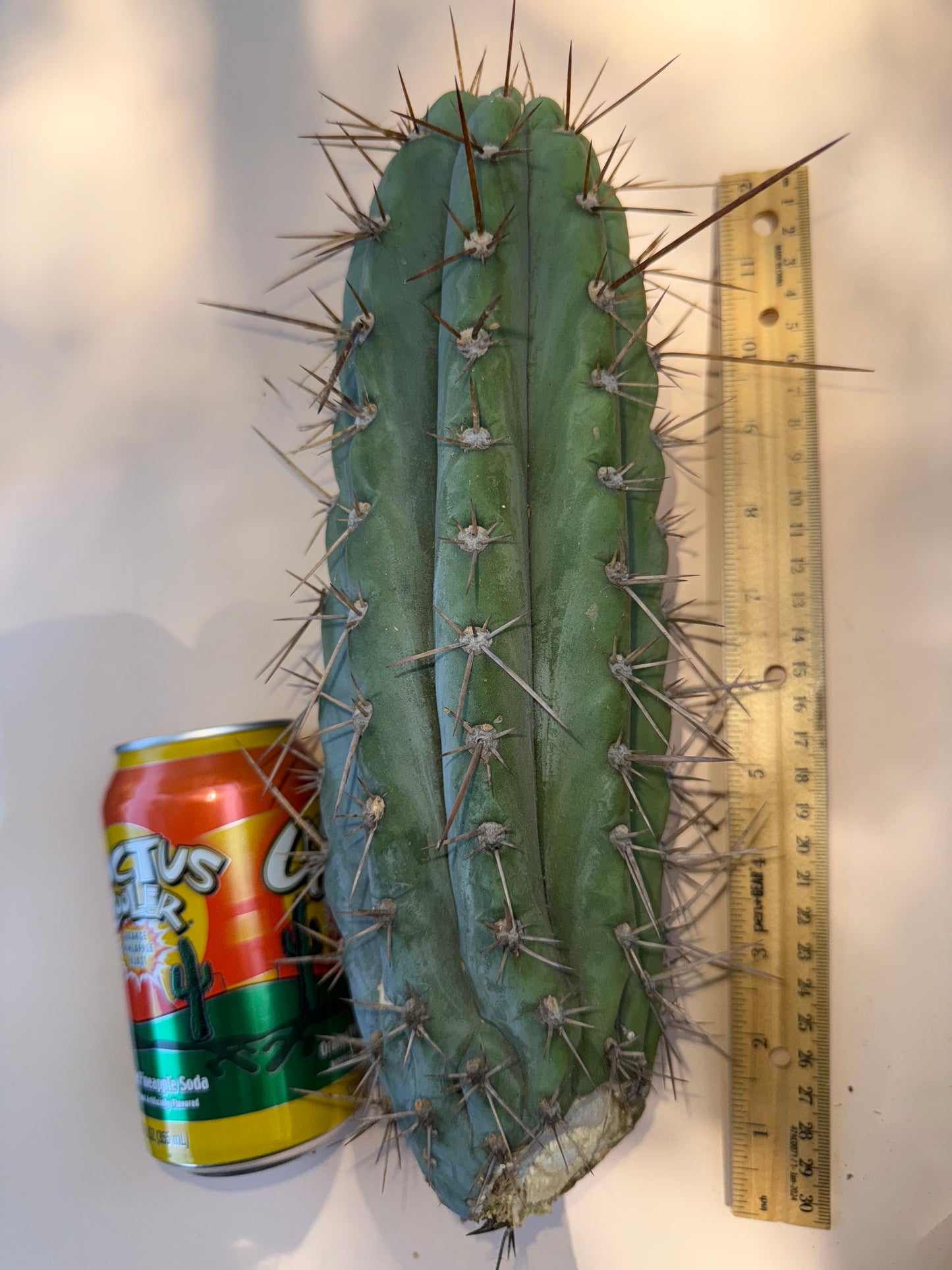 “Serra blue” San Pedro Cactus !