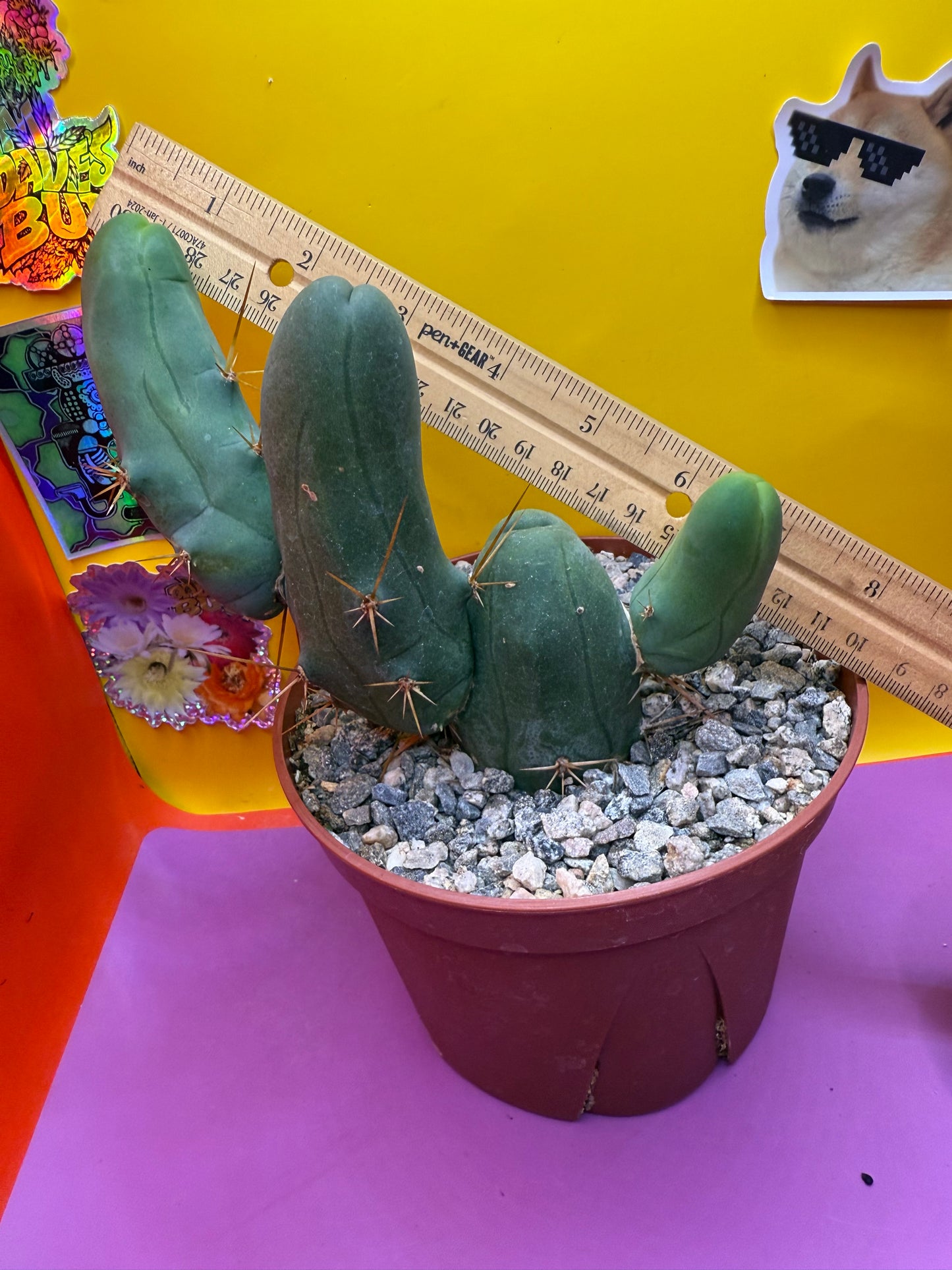 Tbm in 6” wide pot with 4 segments