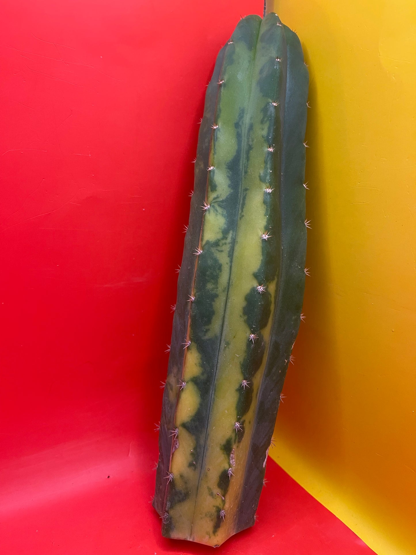 Variegated San Pedro Cactus !