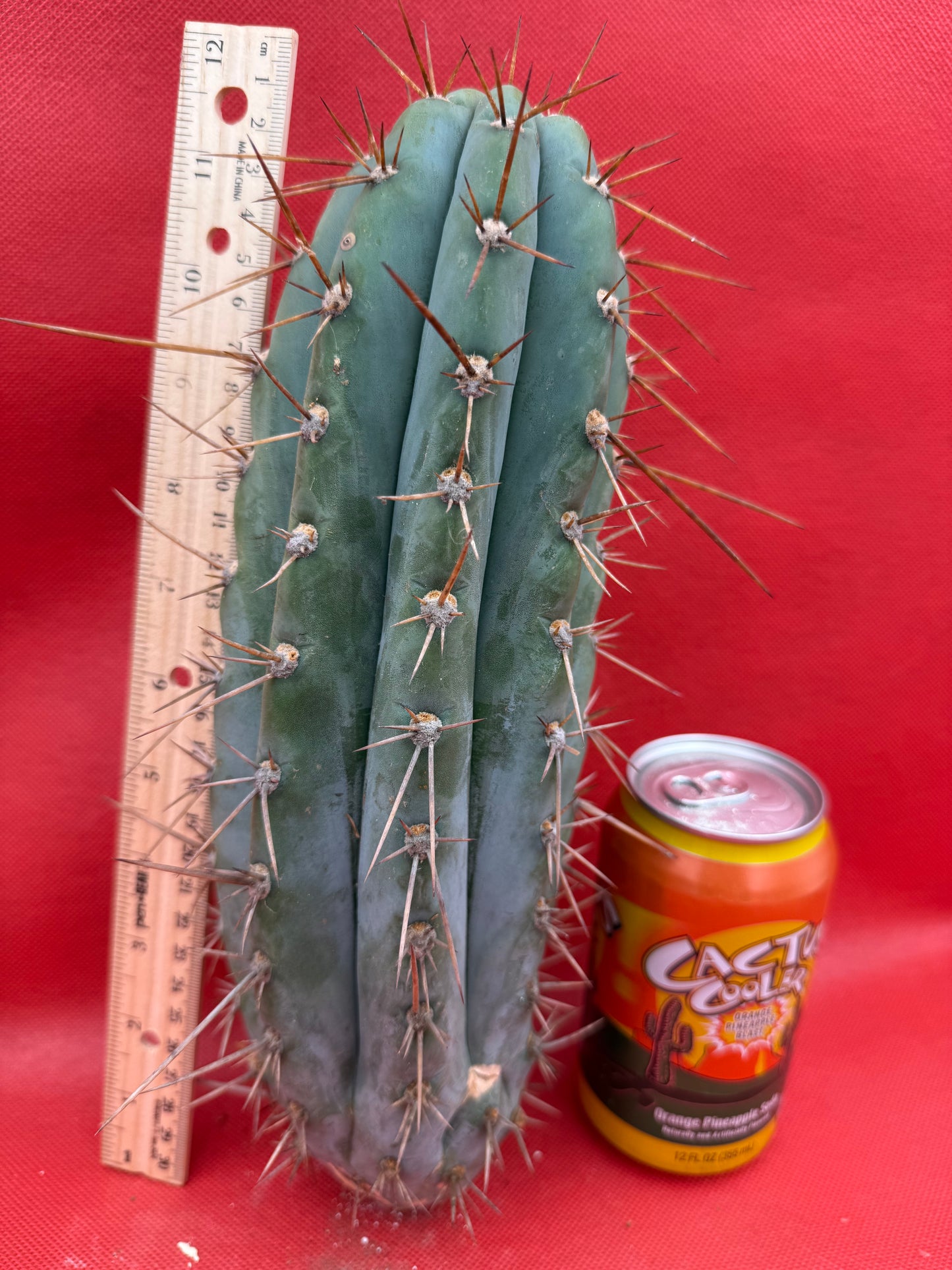 Trichocereus  “Serra Blue” this exact cutting