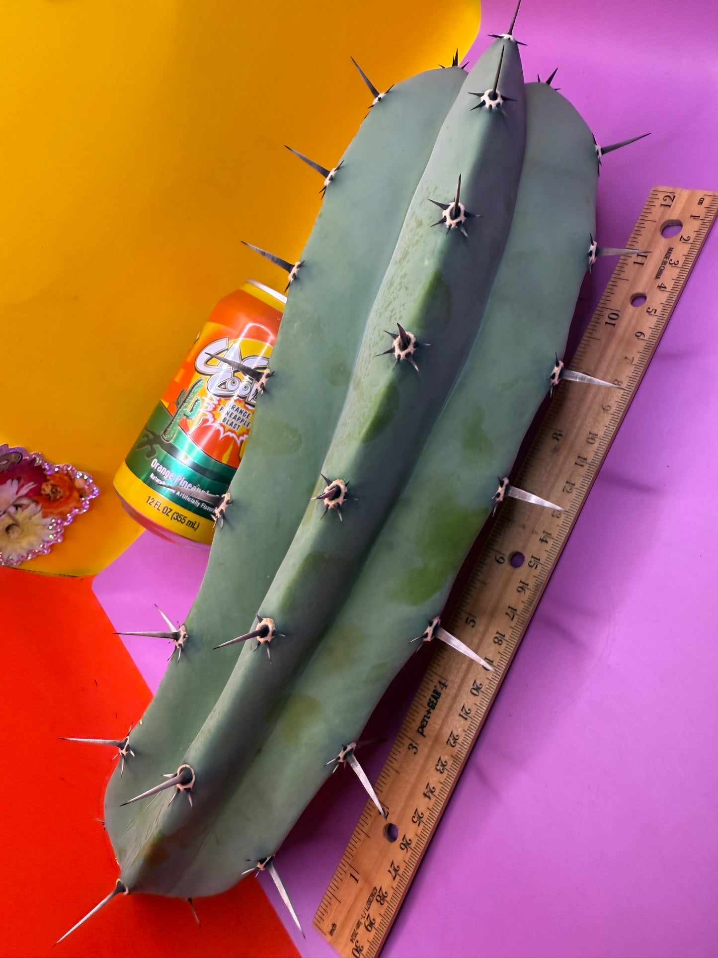 Myrtillocactus geometrizans
