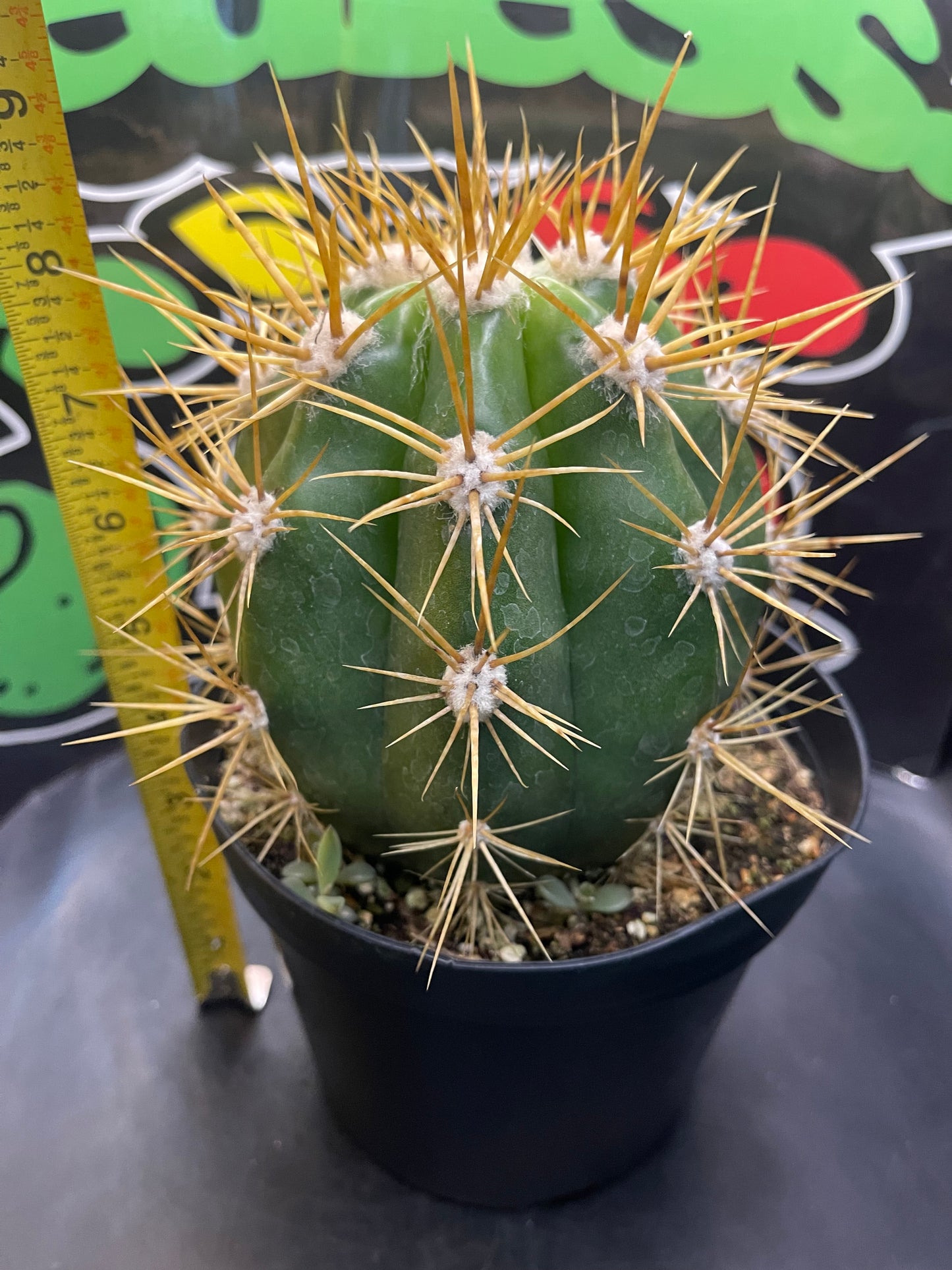 Terscheckii!! - one of the largest San Pedro cactus 🌵!comes in a 6” wide pot