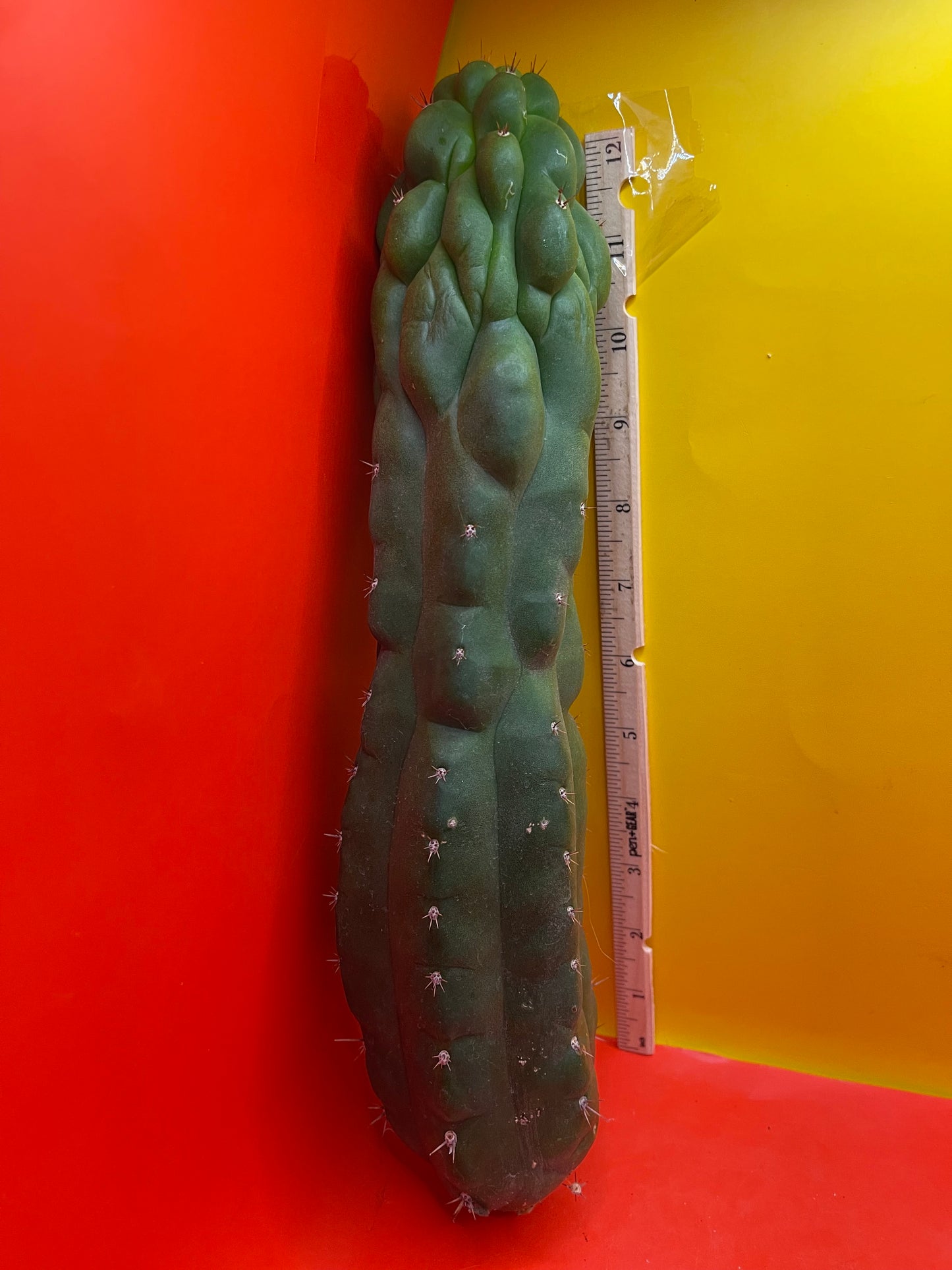 Monstrose San Pedro cactus - TPM !