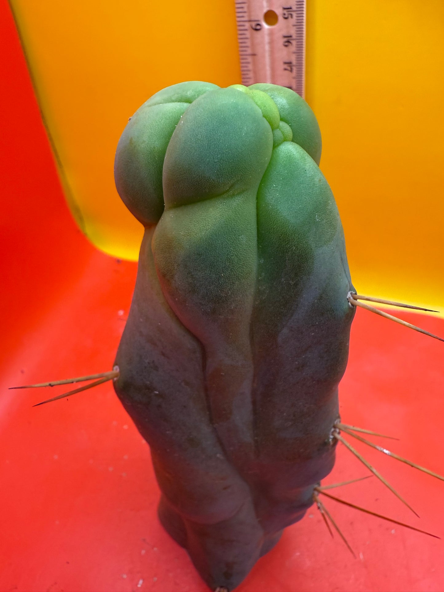 WALTS DRAGON ! ๐ cactus