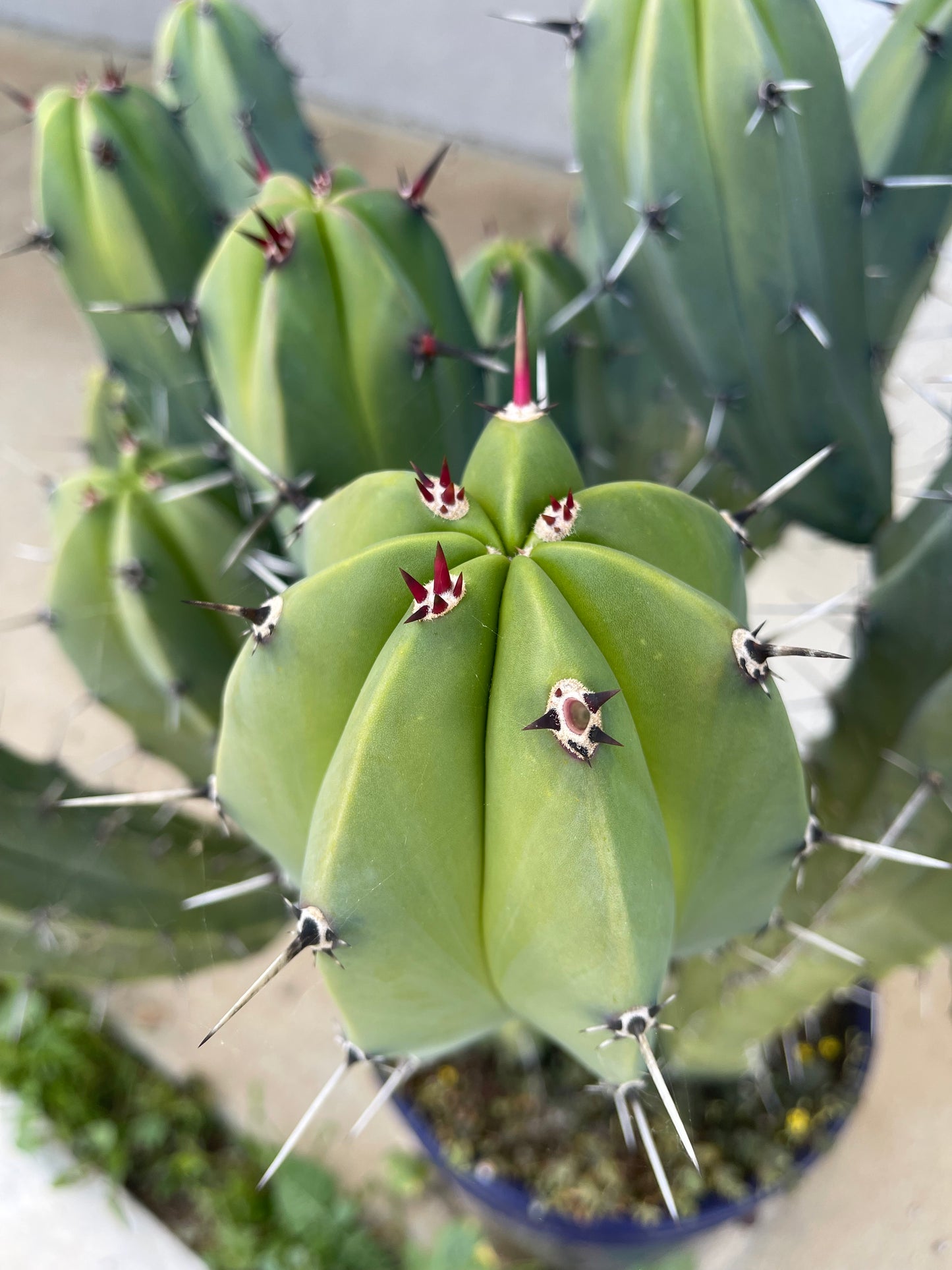 50 Myrtillocactus seeds for a buck !!! DAVES DOLLAR DAZE !!