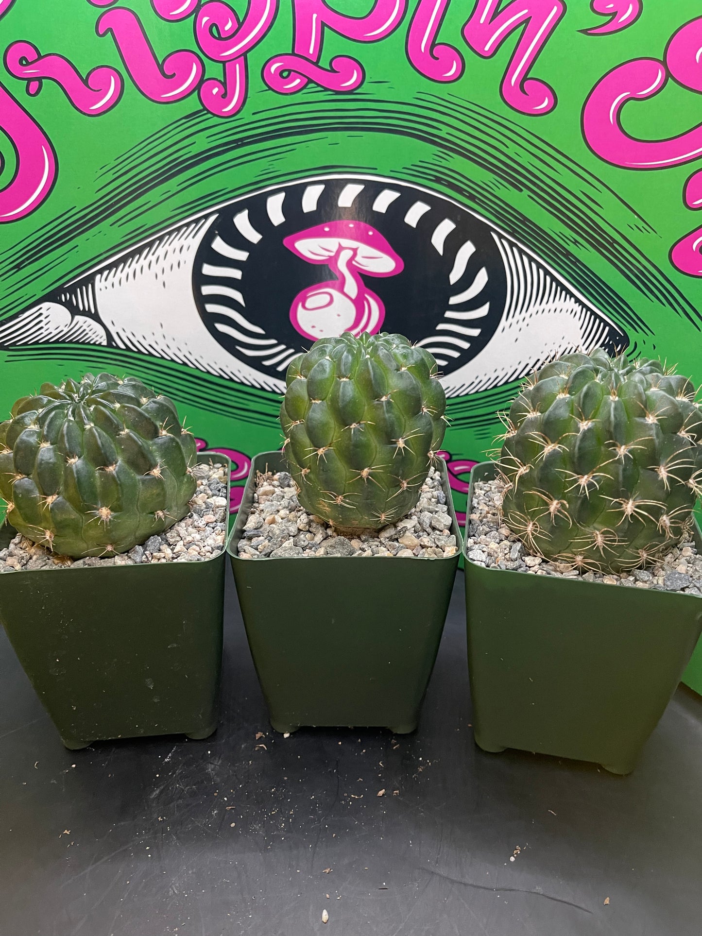 Lobivia !!!!These get Big gorgeous flowers , can be cross pollinated with trichocereus !!
