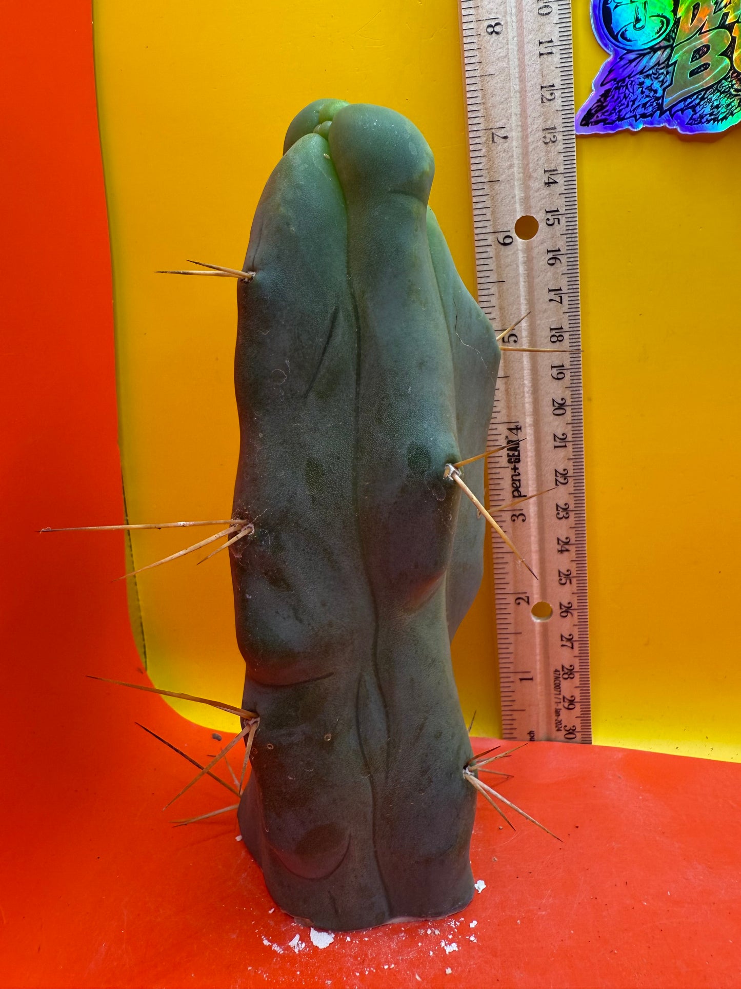 WALTS DRAGON ! ๐ cactus