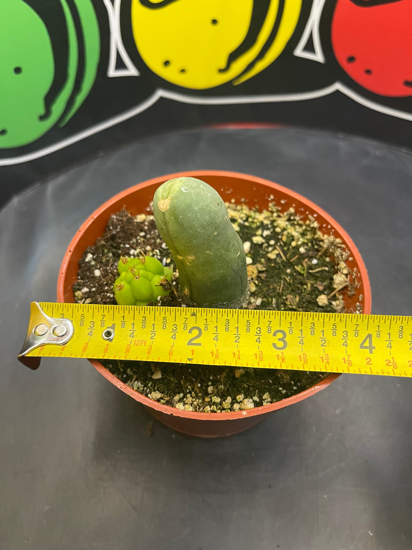 Tbm CACTUS !