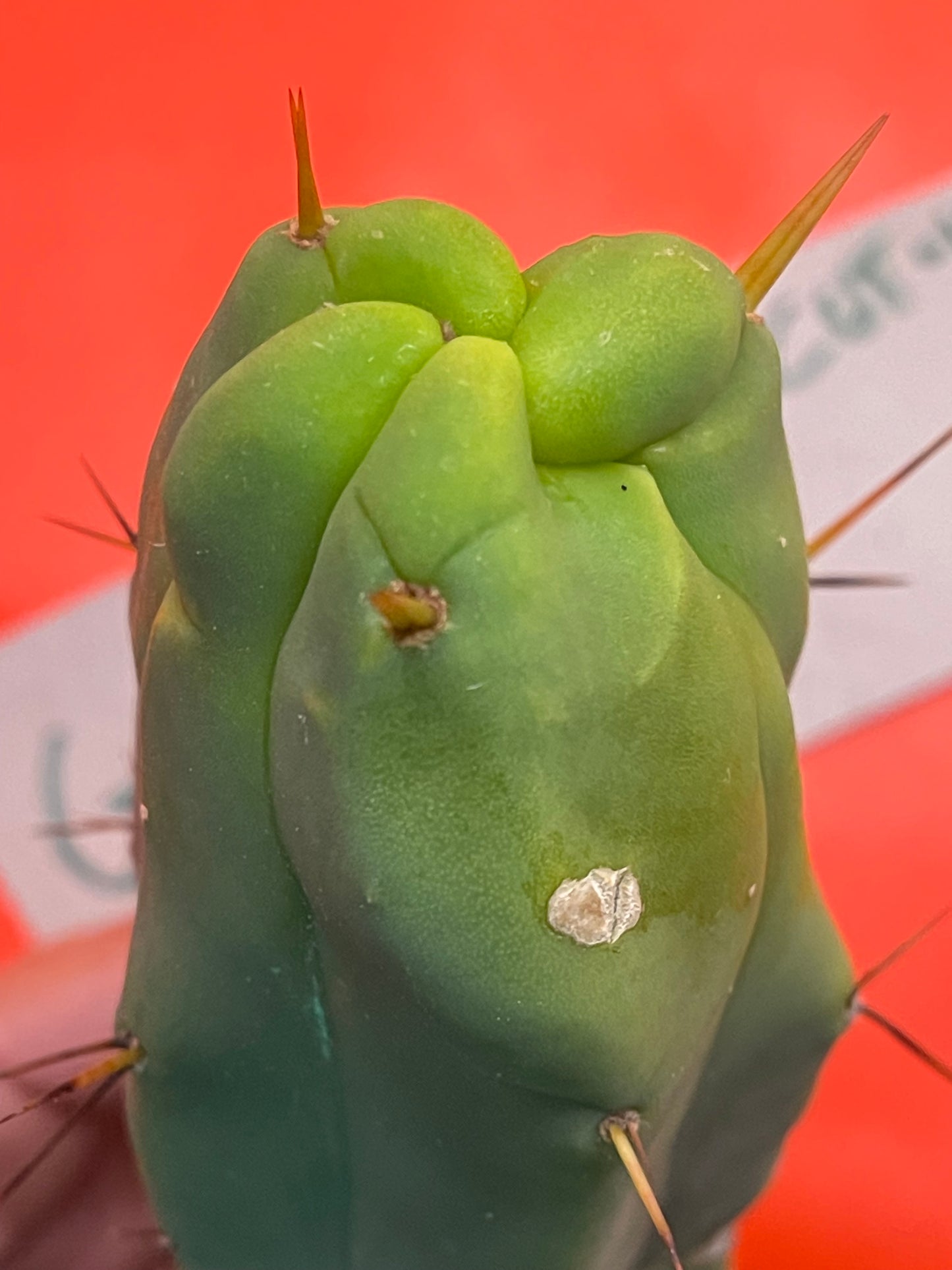 Trichocereus Bridgesii