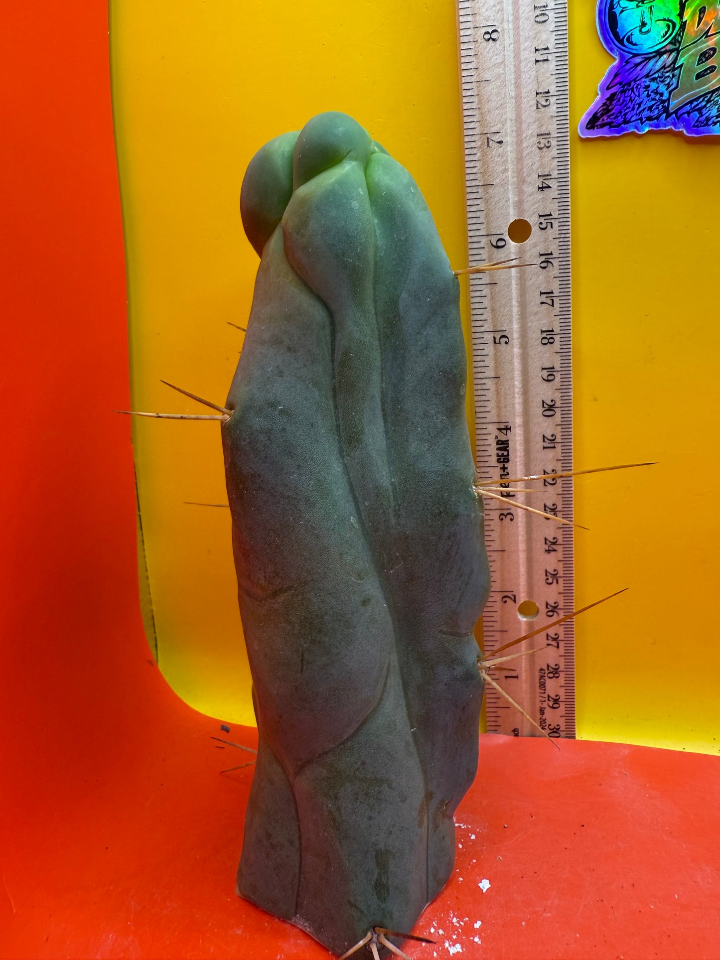 WALTS DRAGON ! ๐ cactus