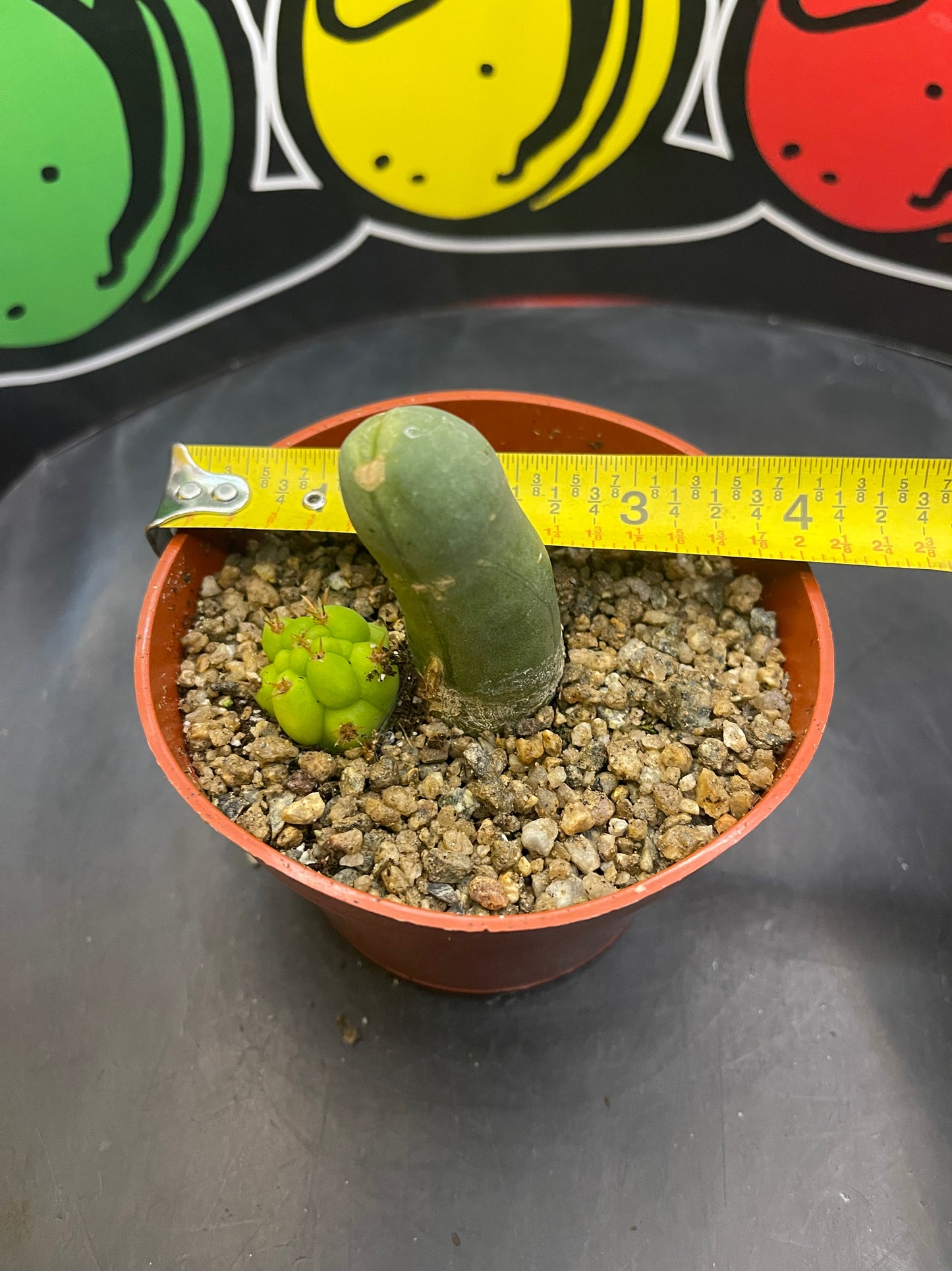 Tbm CACTUS !