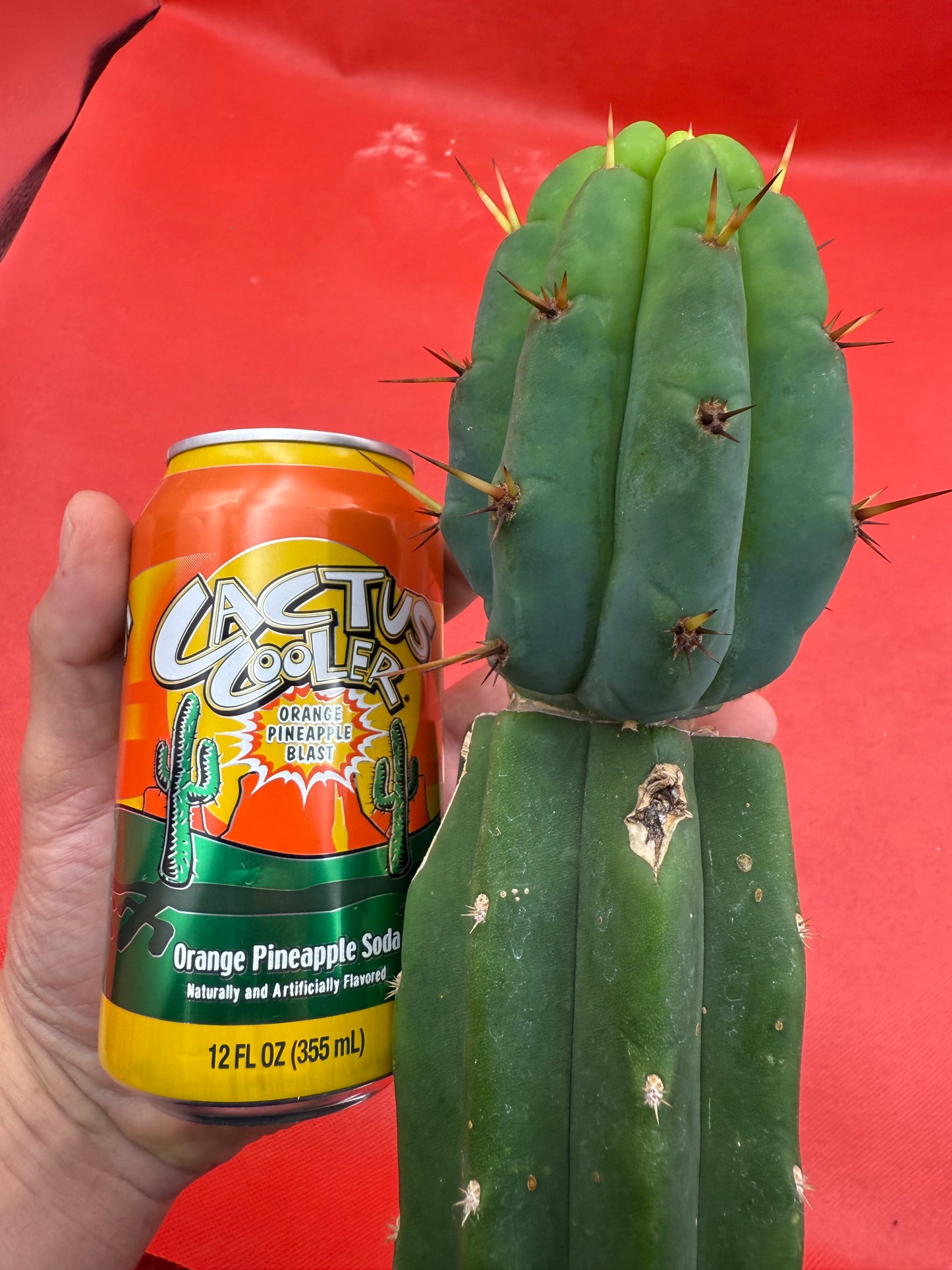 GRAFTED PALA