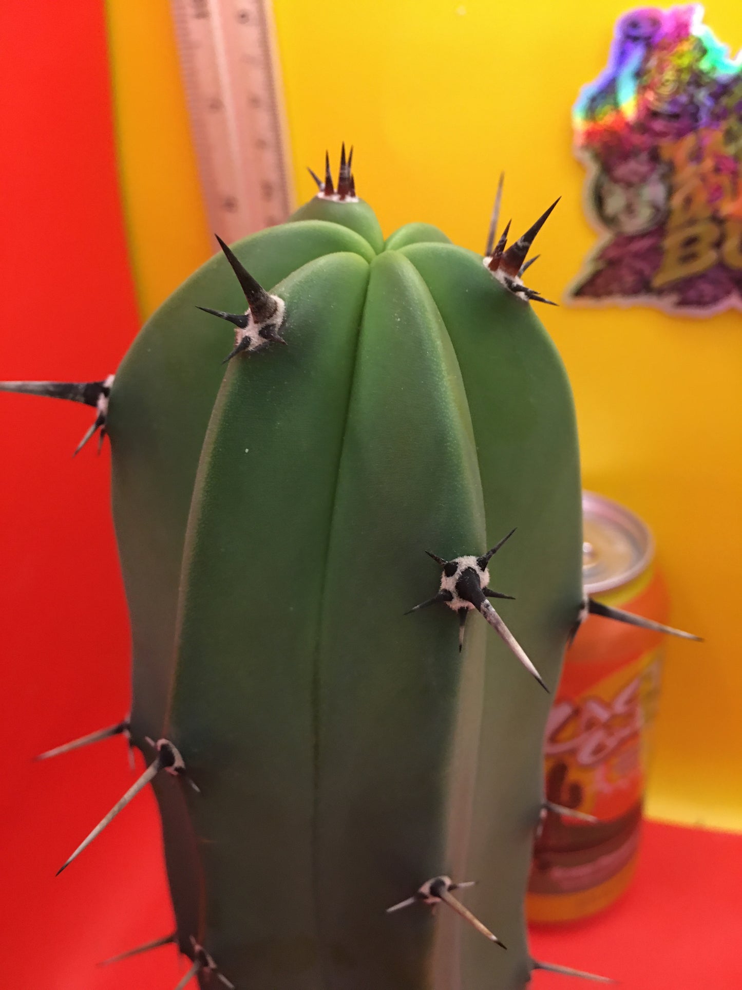 Myrtillocactus geometrizans