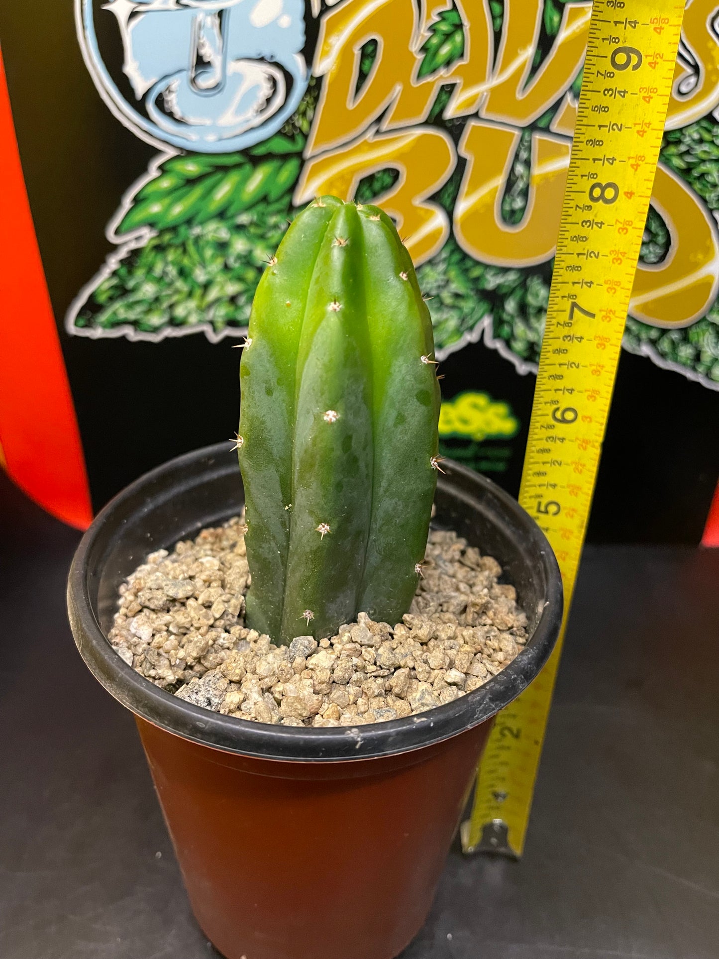 San Pedro cactus in a pot !