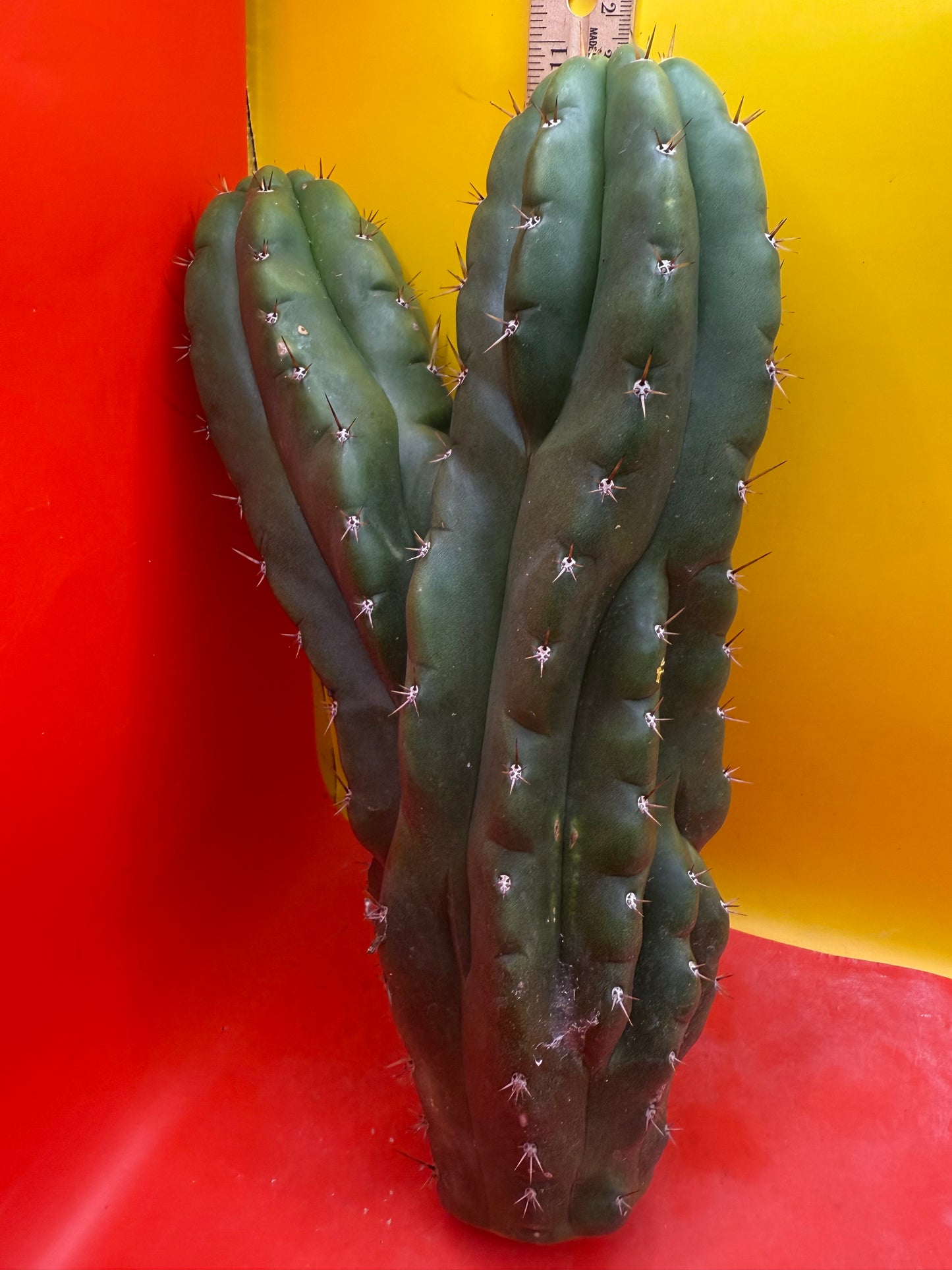 San Pedro weirdo !! - TPM !Dicot double header  !!!